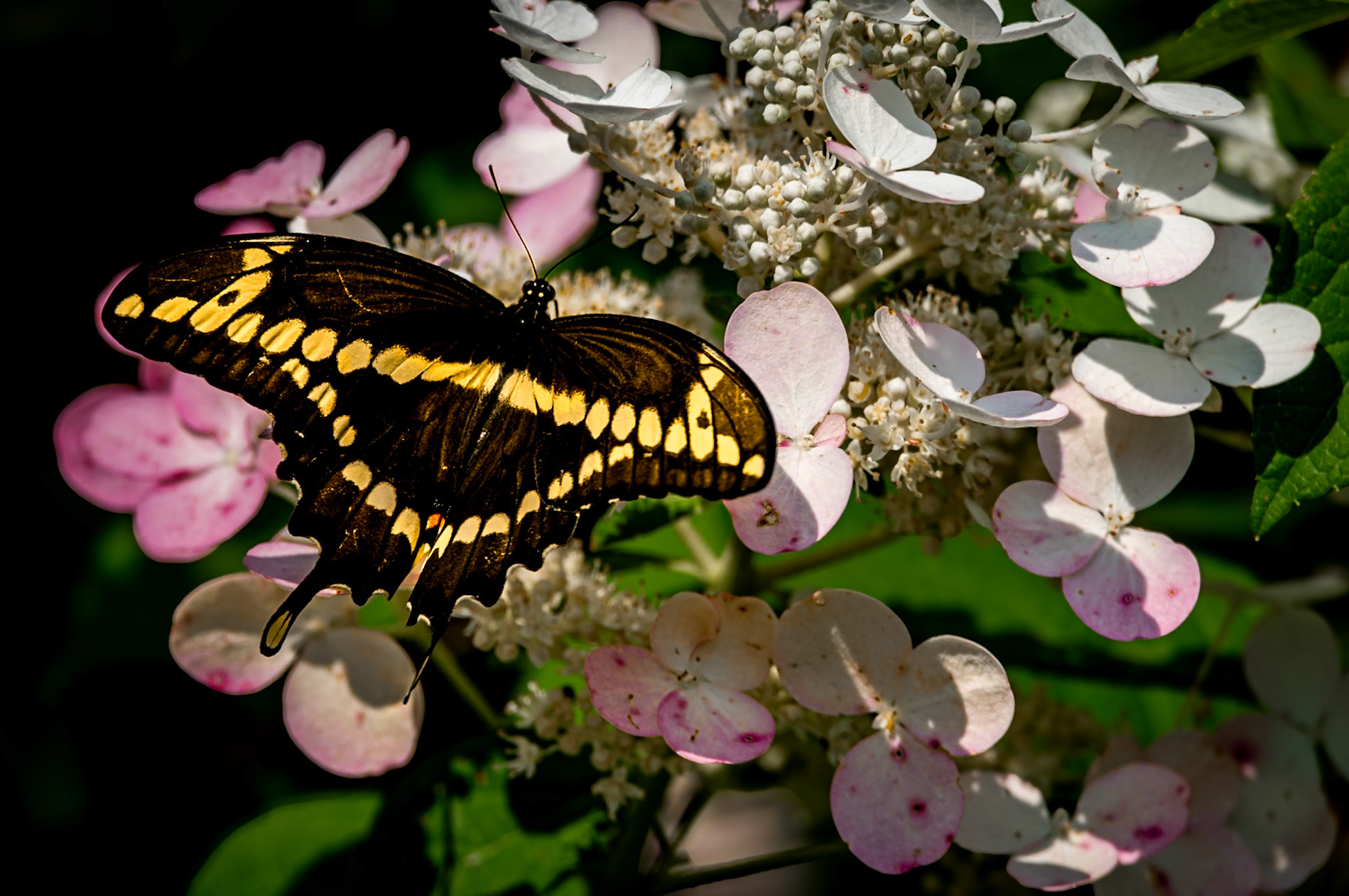 Swallowtail Butterfly
