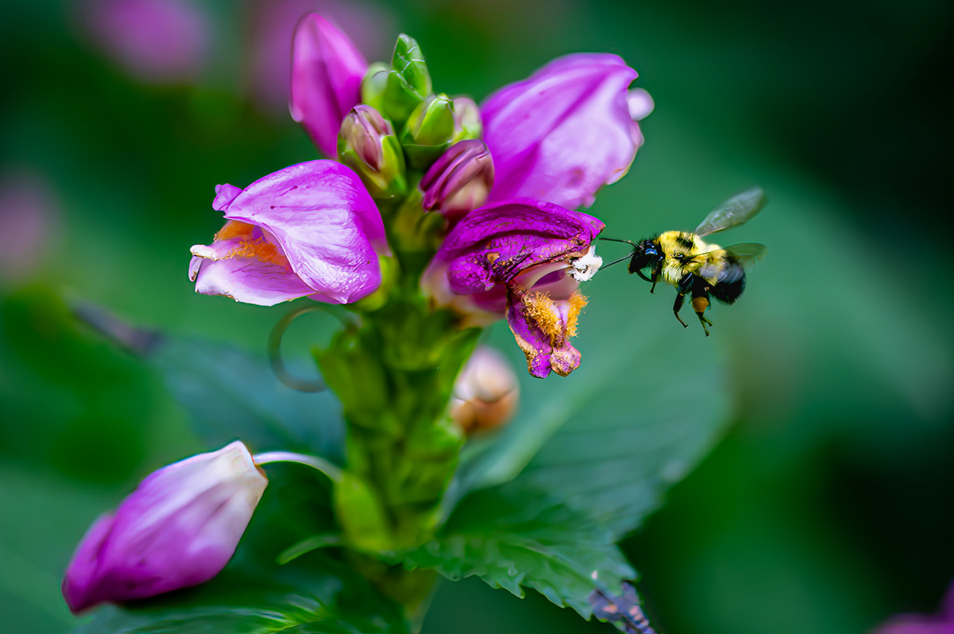 Bee - Checking things out