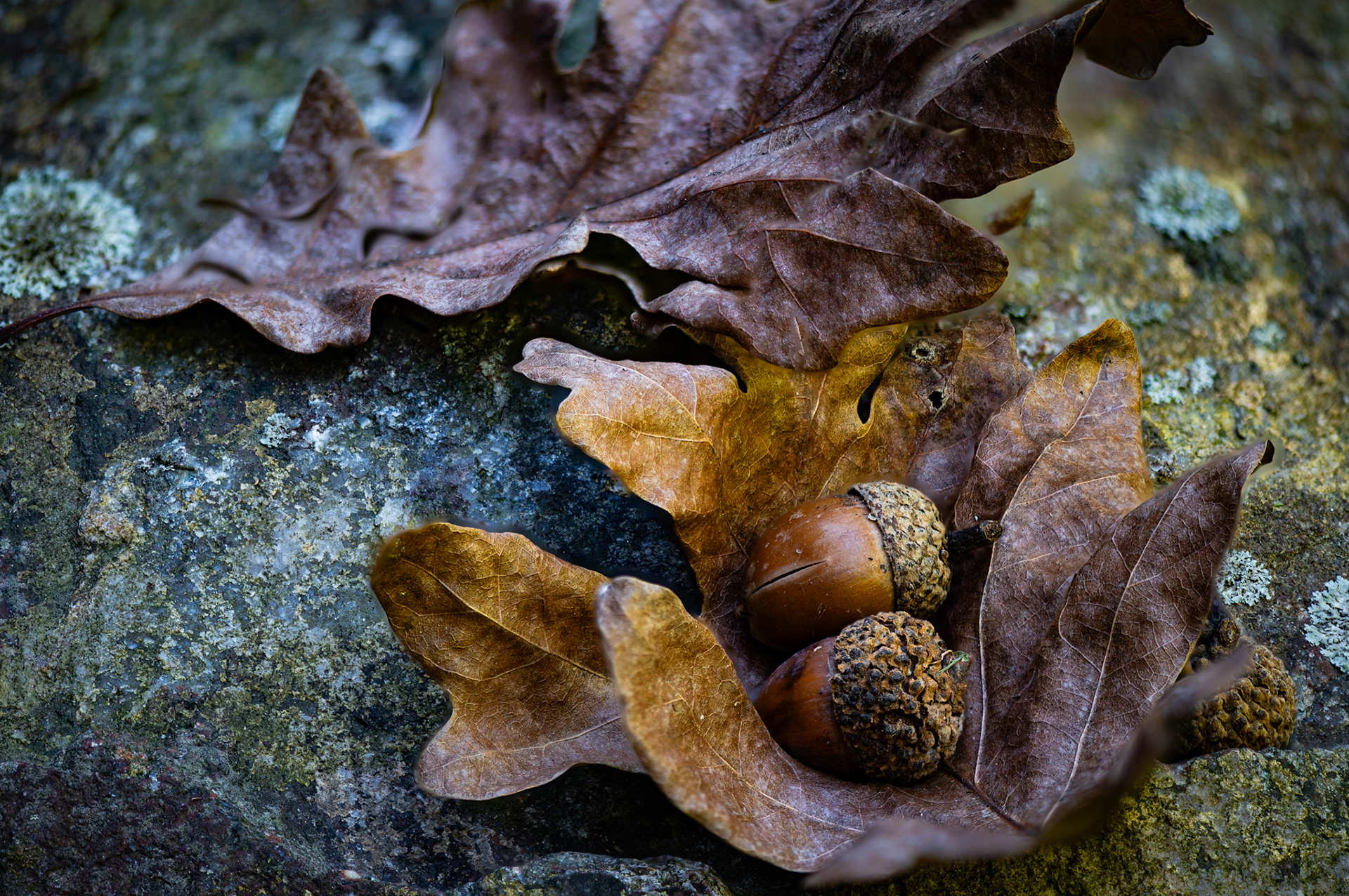 A sure sign of autumn.