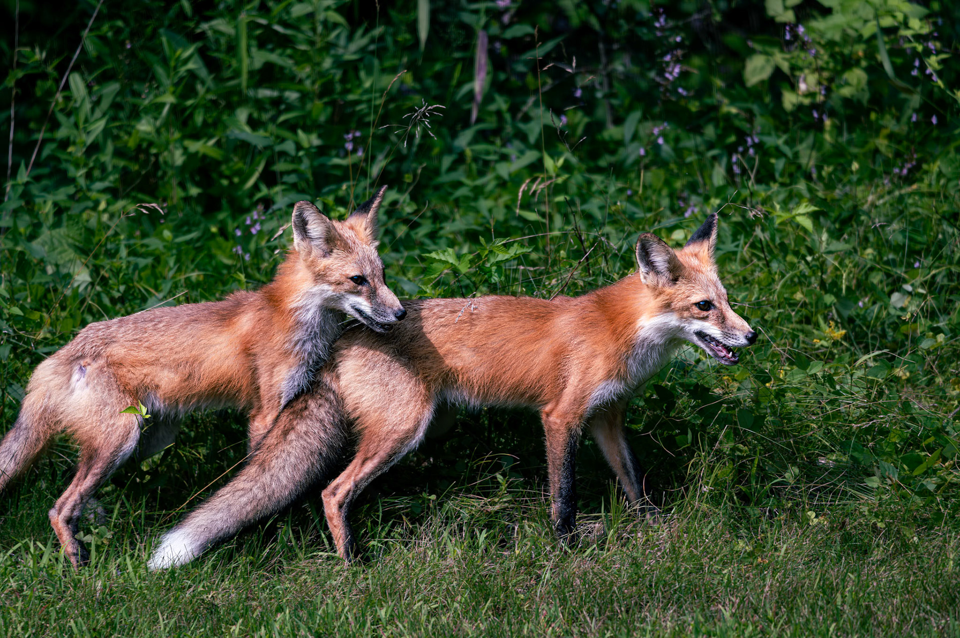 Red Foxes, Young and adult