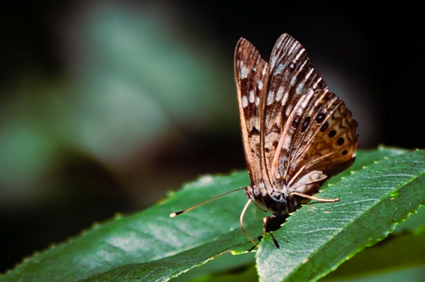 Hackberry Emporer Butterfly