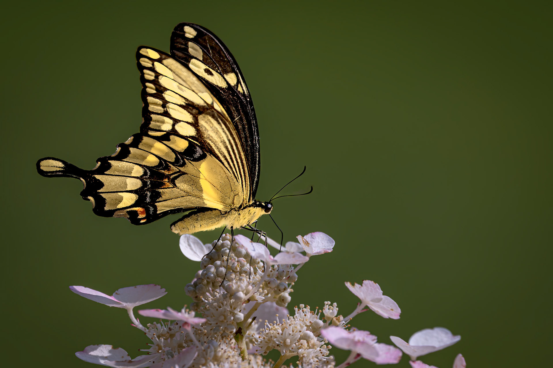 Swallowtail Butterfly