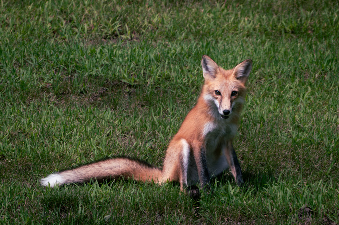 Red Fox, eyeing something