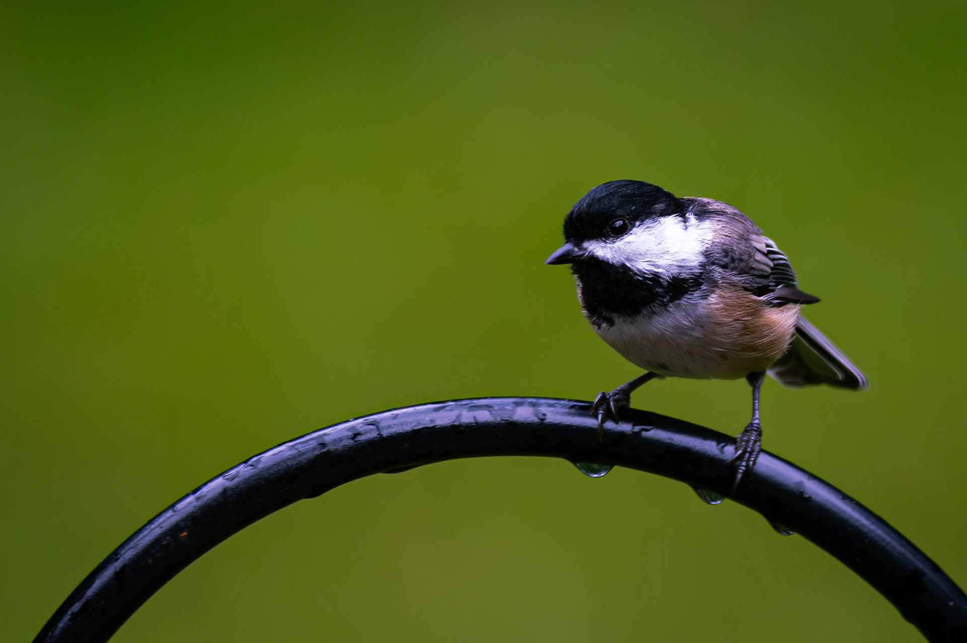 Chickadee