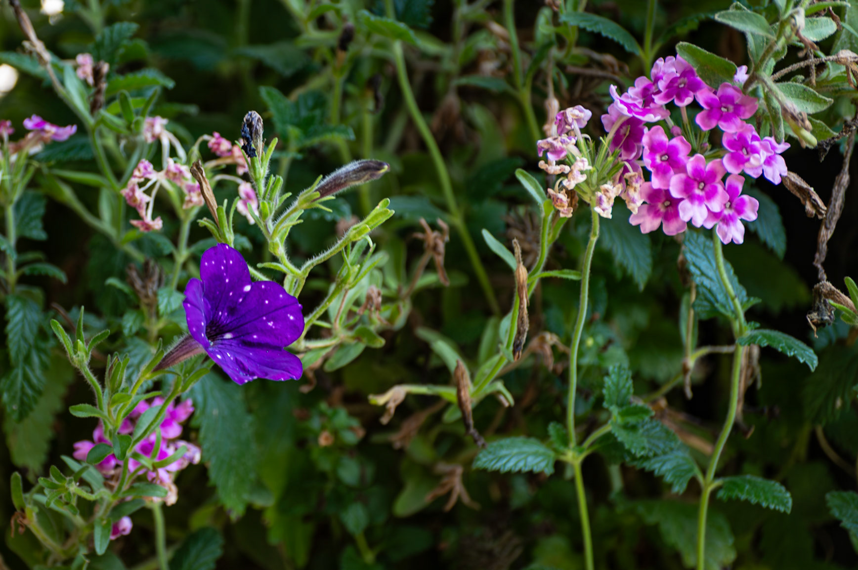 Summer Flowers