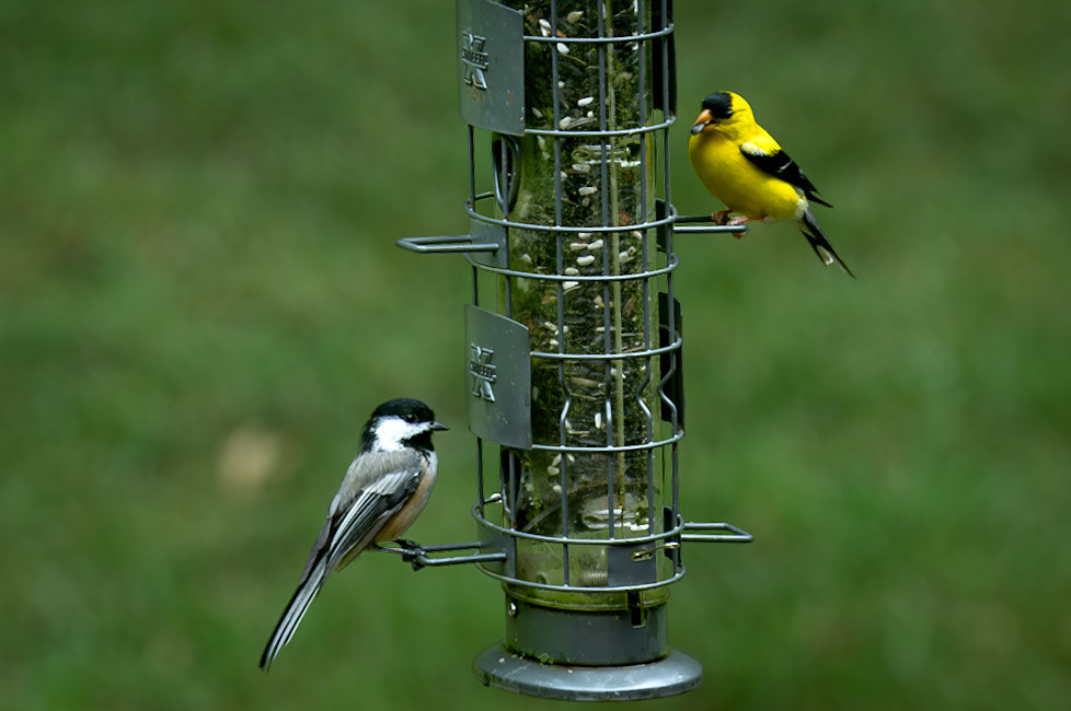 Goldfinch &amp; Chickadee