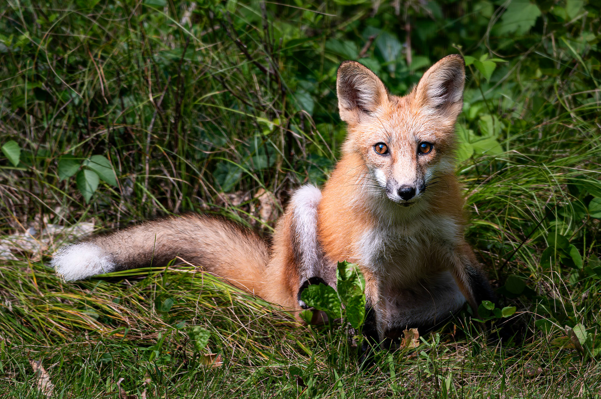 Red Fox - Watching me, watching him.