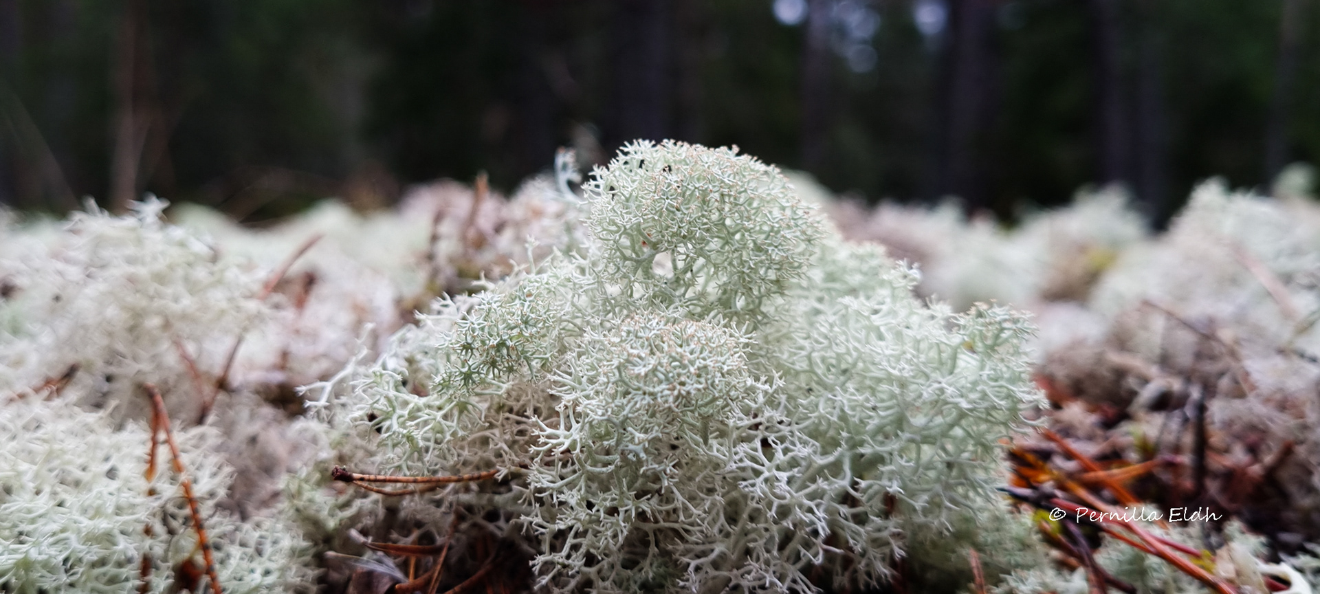 Värmdö, Sweden
