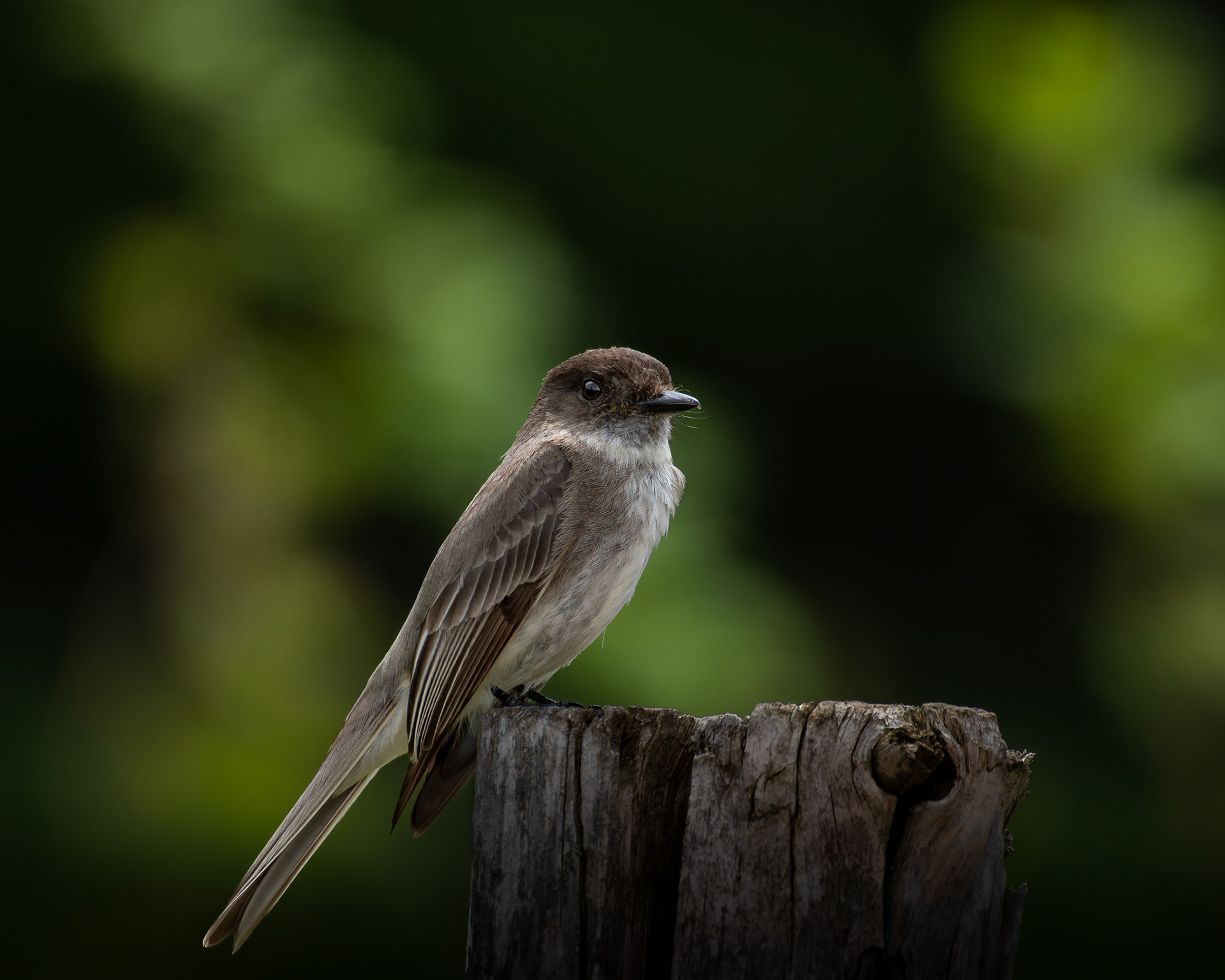 Moucherolle phébi / Eastern phoebe