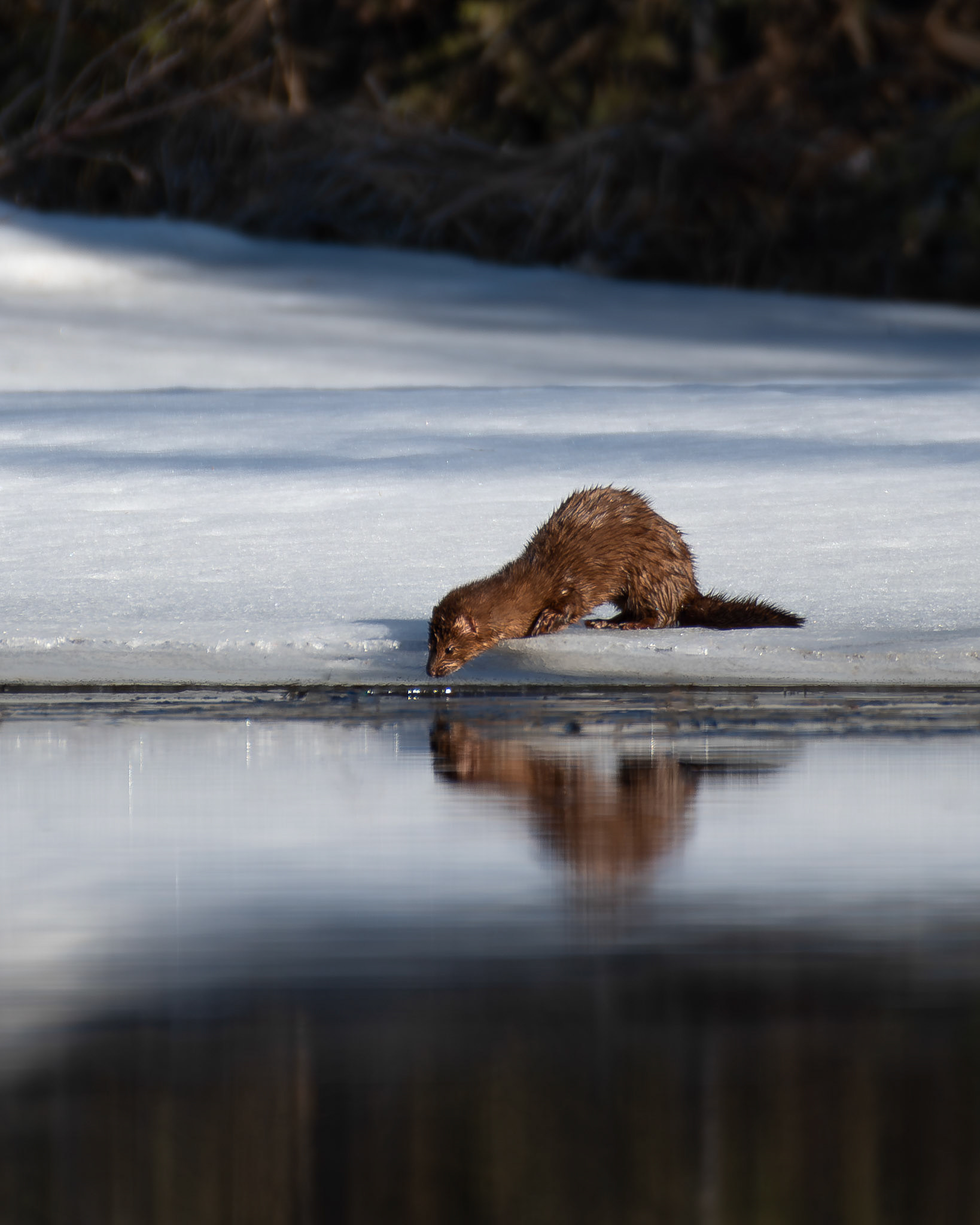 Vison d'amérique / Mink