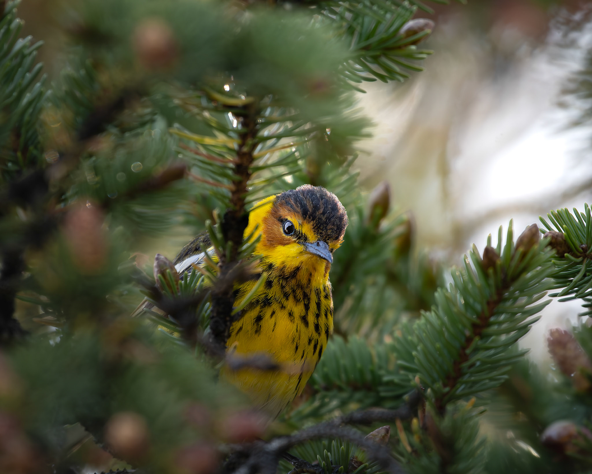 Paruline tigrée / Cape May Warbler