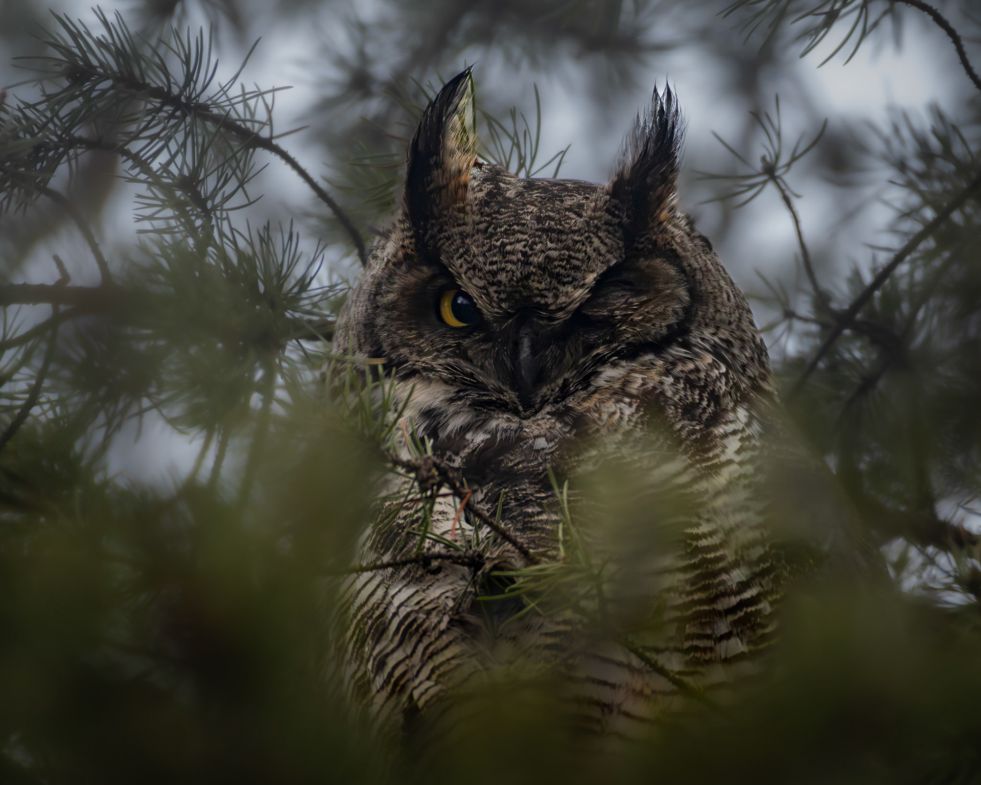 Grand duc d'amérique / Great horned owl