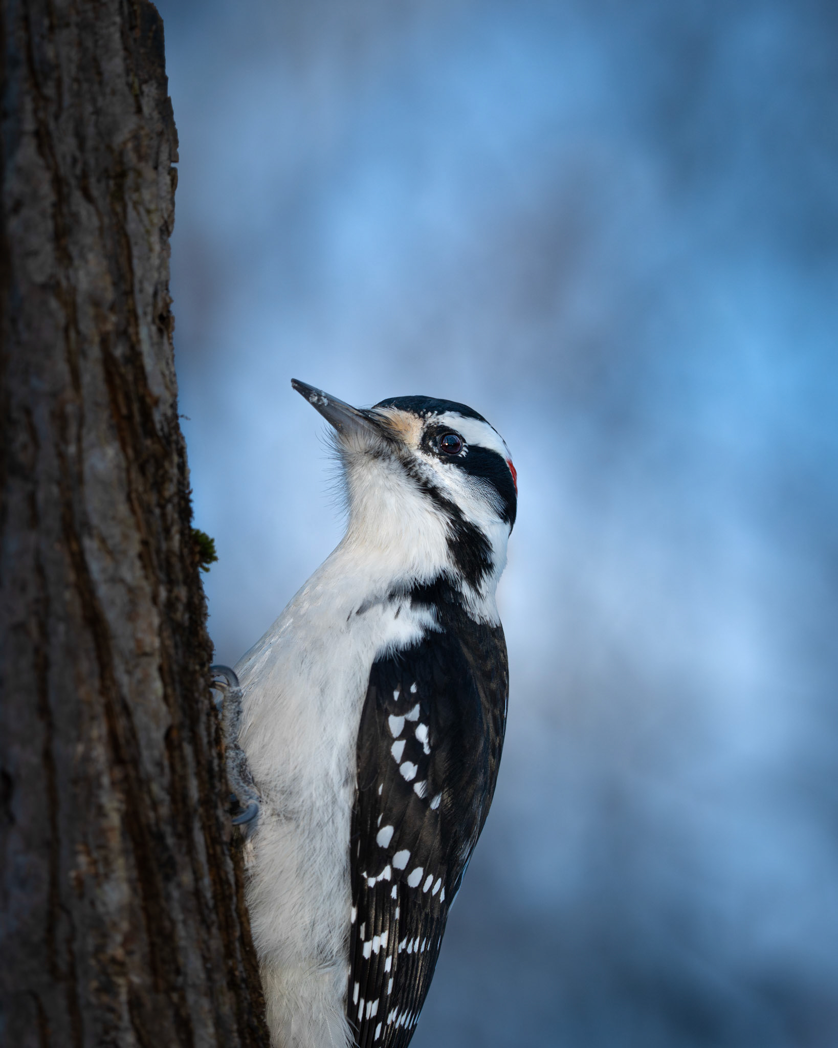 Pic chevelu / Hairy woodpecker