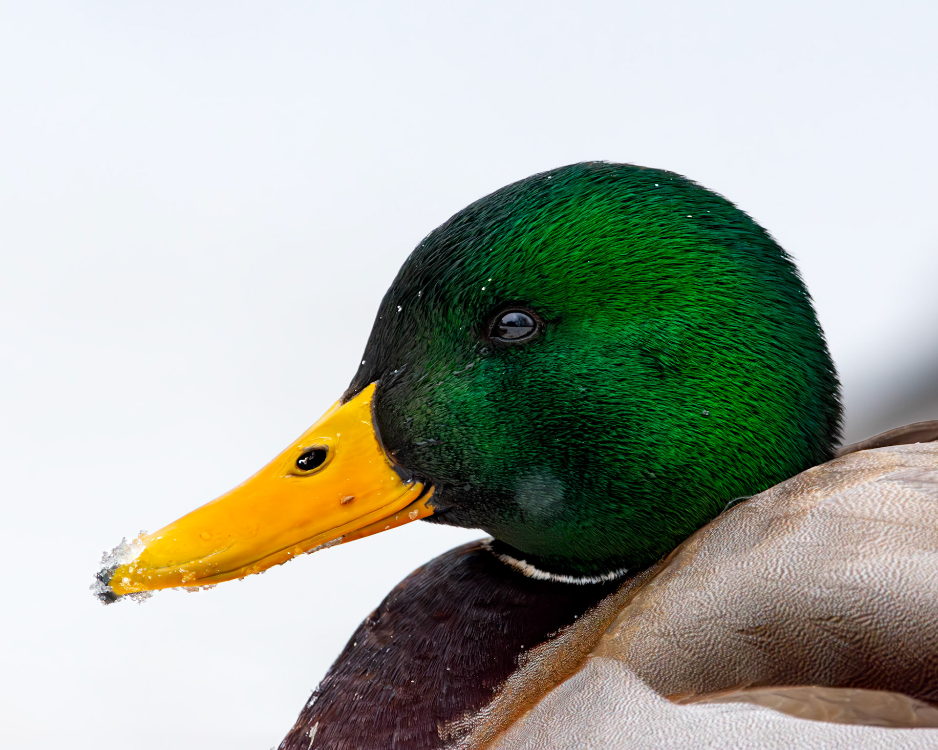 Canard colvert / Mallard duck