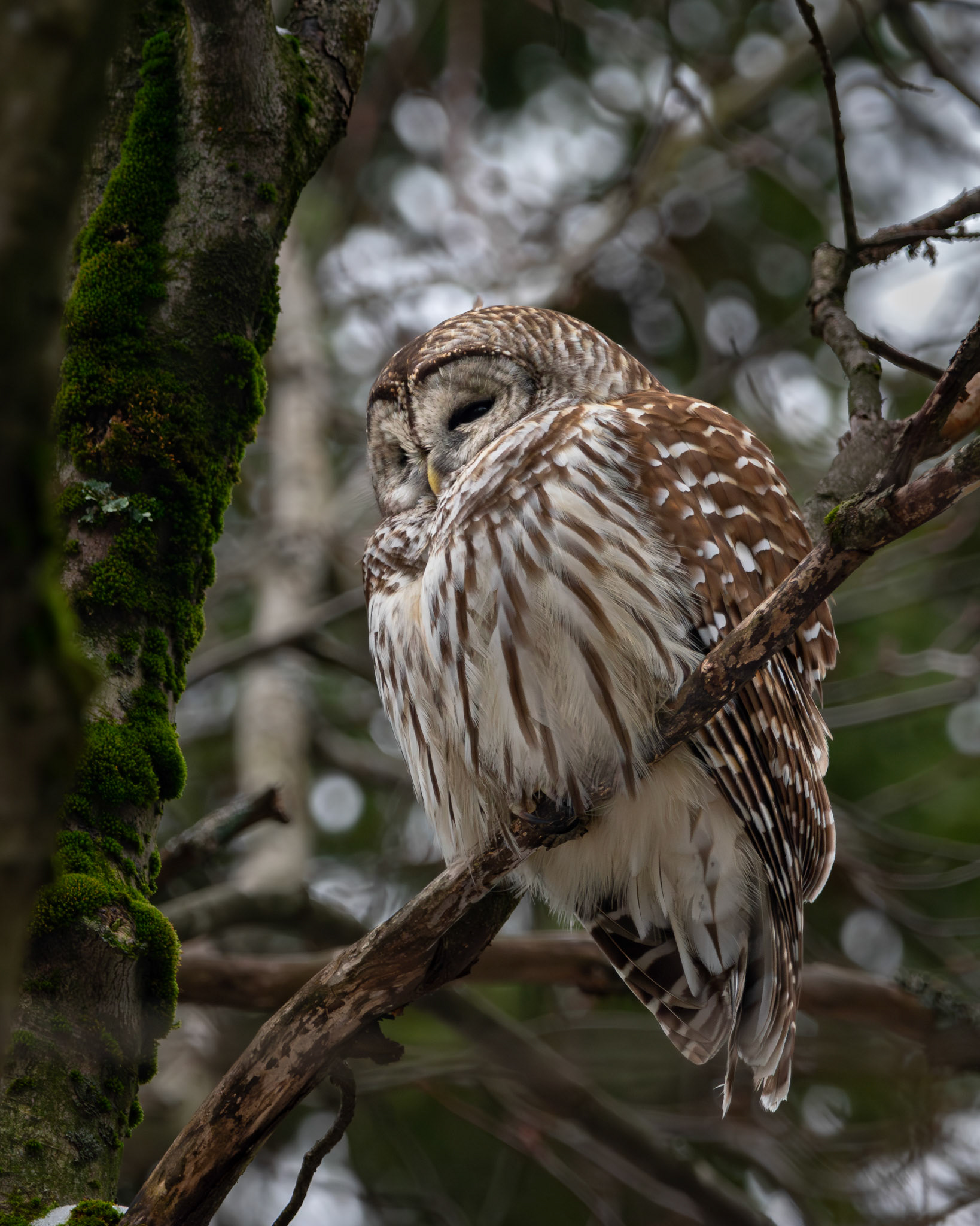 Chouette rayée / Barred owl