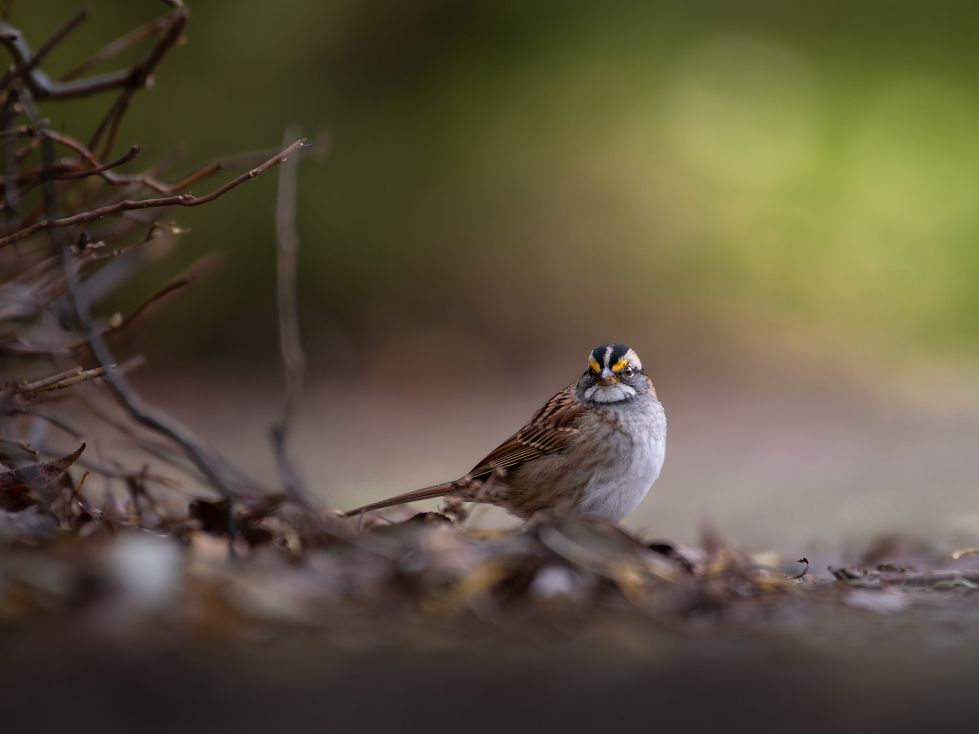Bruant à gorge blanche / White-throated Sparrow