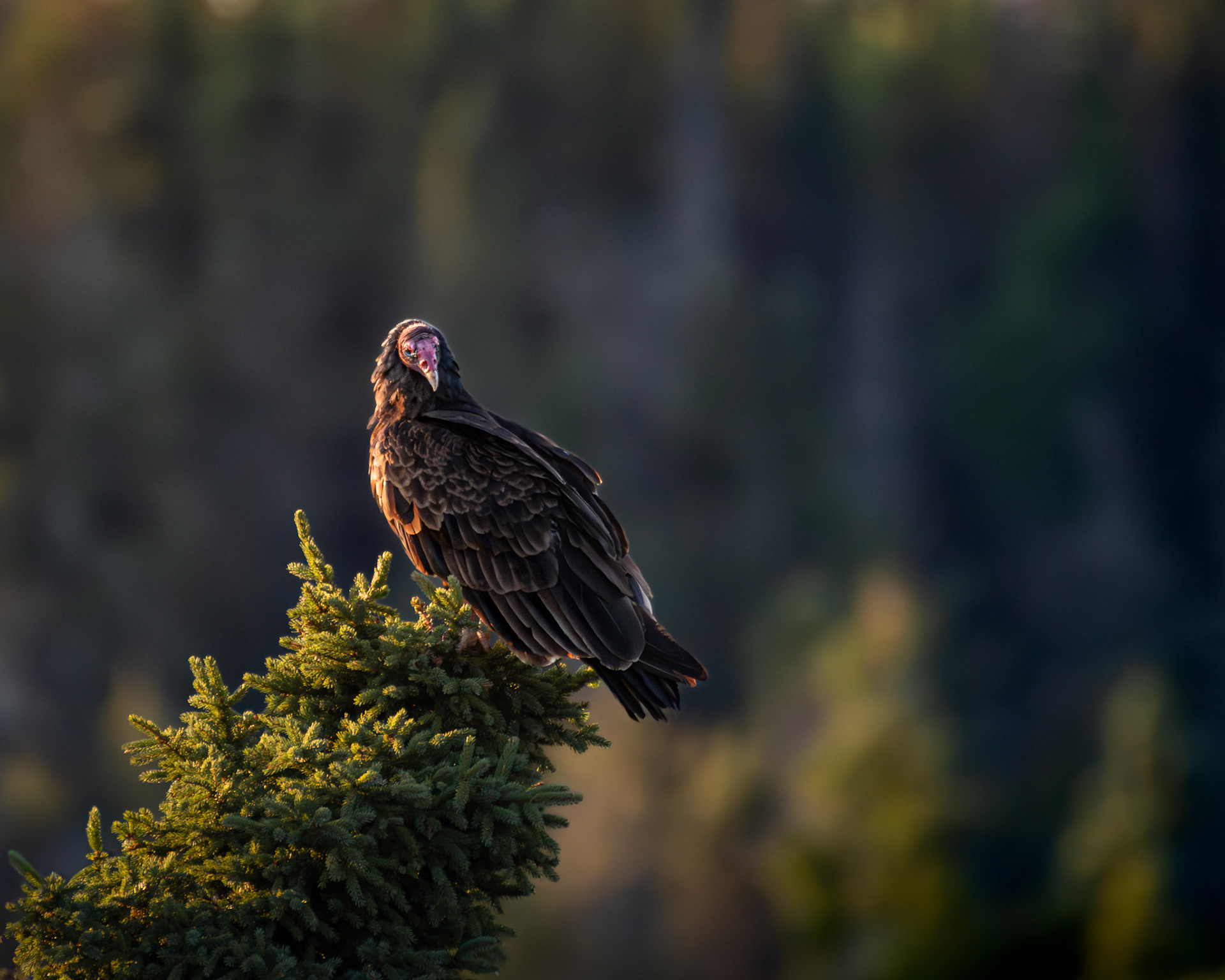 Urubu à tête rouge / Turkey vulture