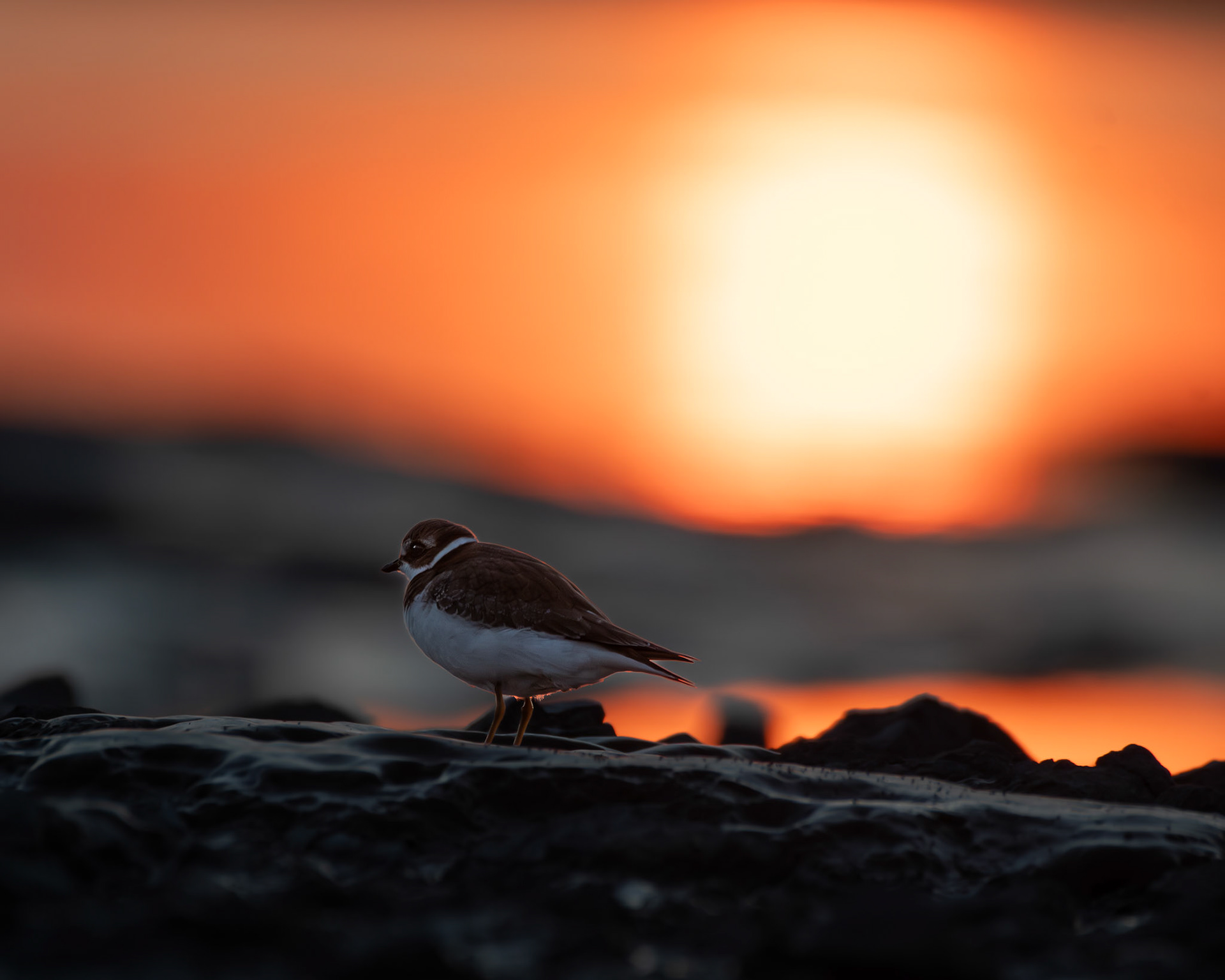 Pluvier semipalmé / Semipalmated plover