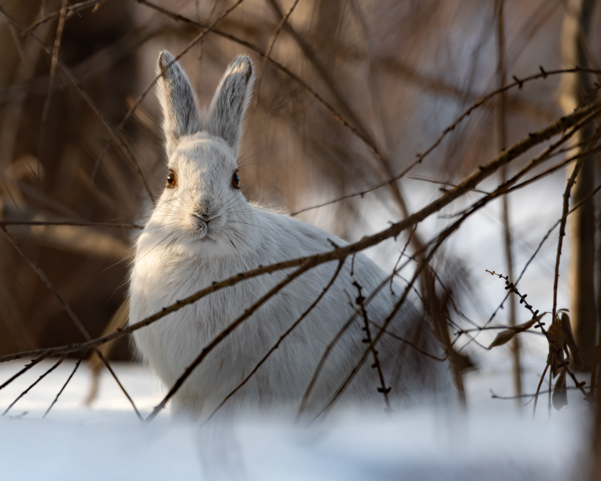 Lièvre d'amérique / Snowshoe hare