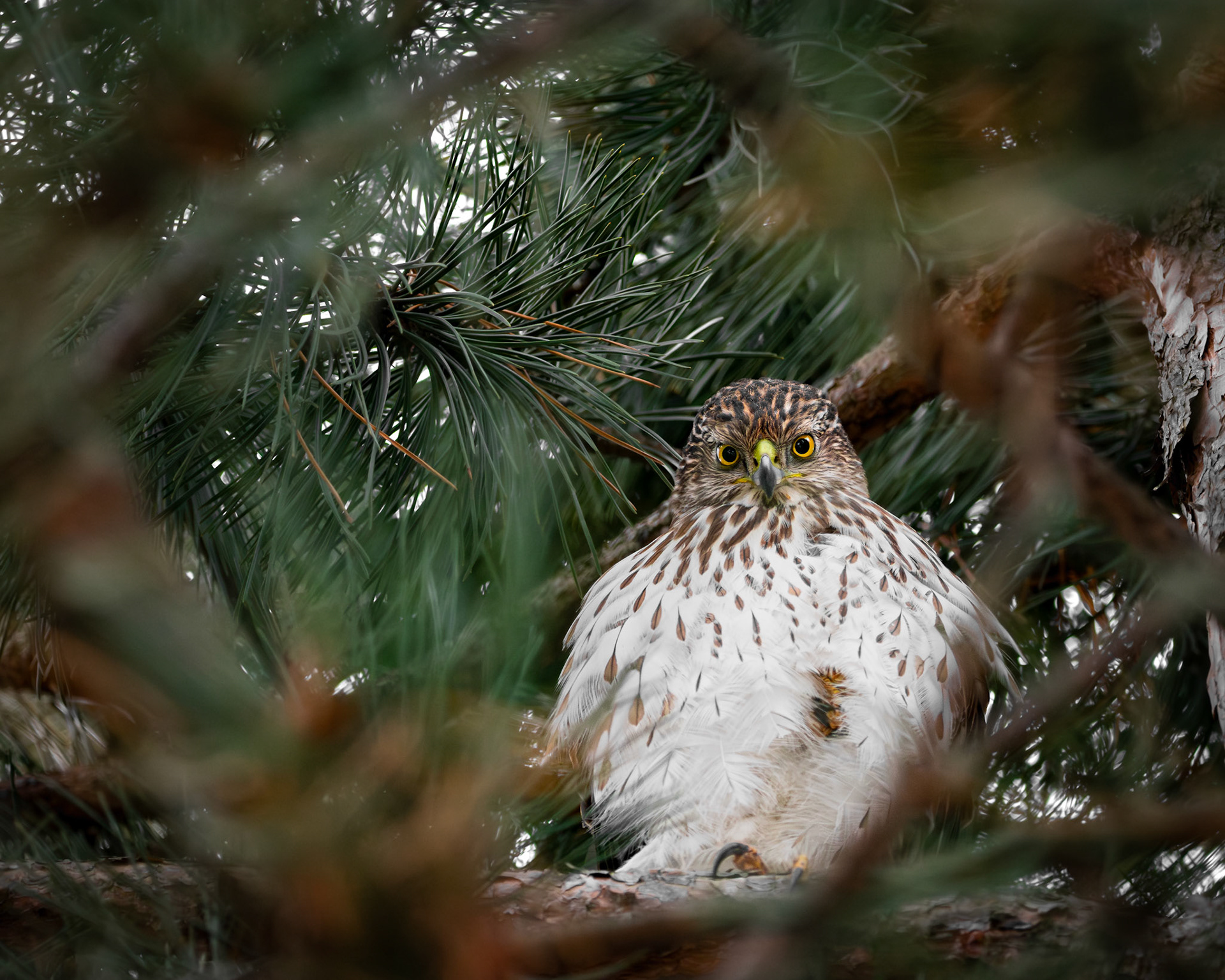 Épervier de cooper / Cooper's hawk