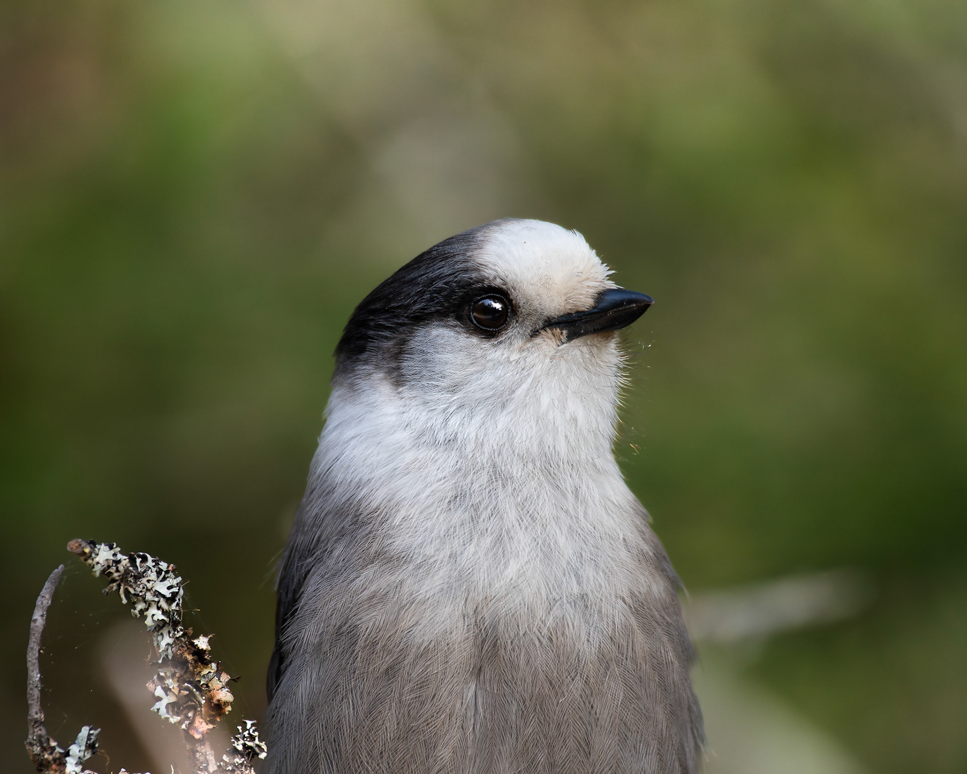 Mésangeai du canada / Canada jay