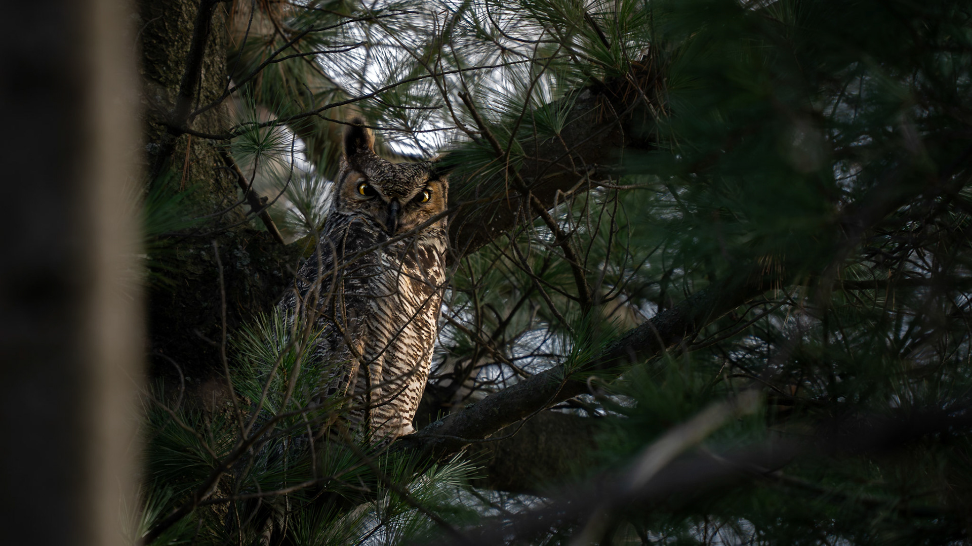 Grand duc d'amérique / Great horned owl