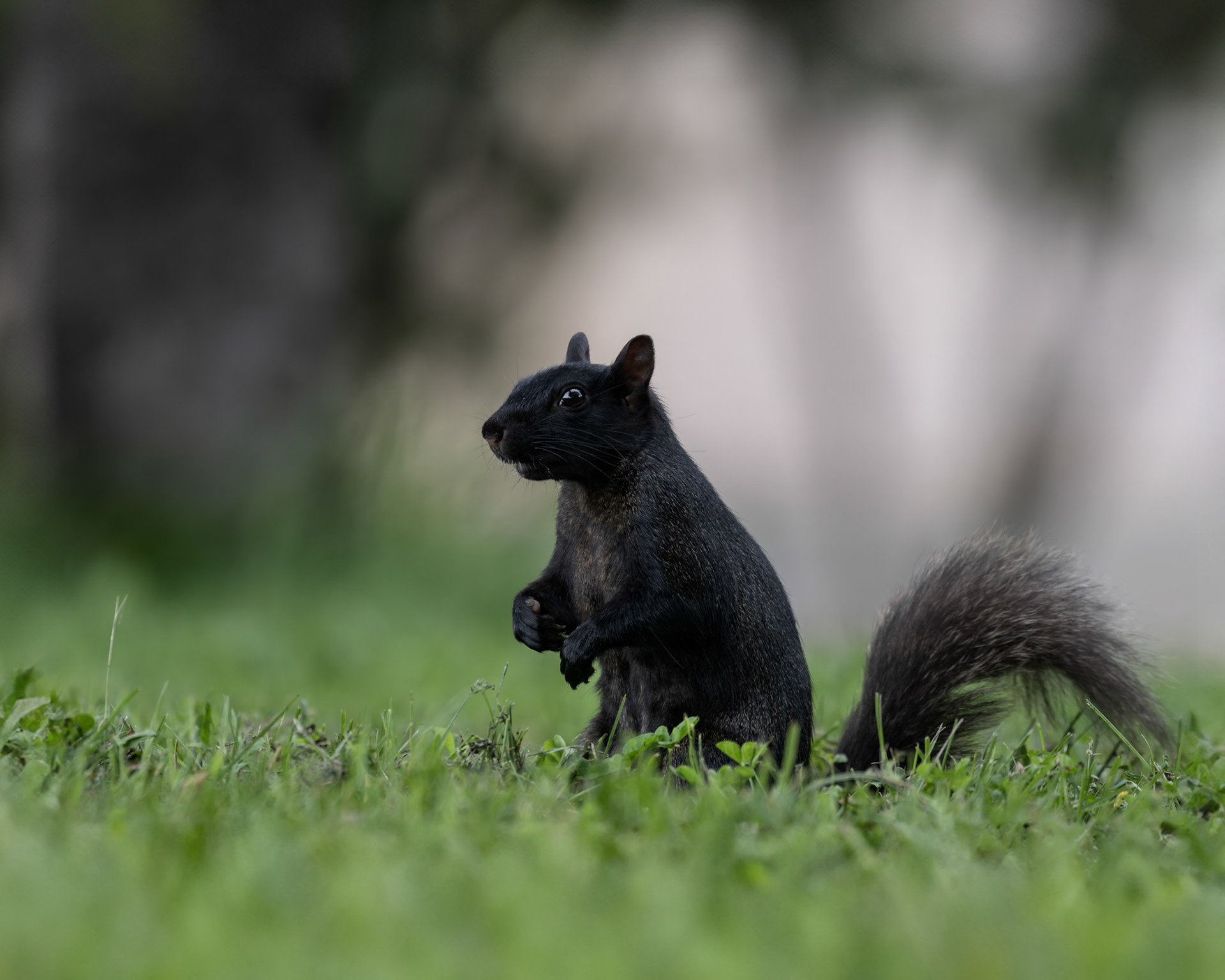 Écureuil noir / Black squirrel