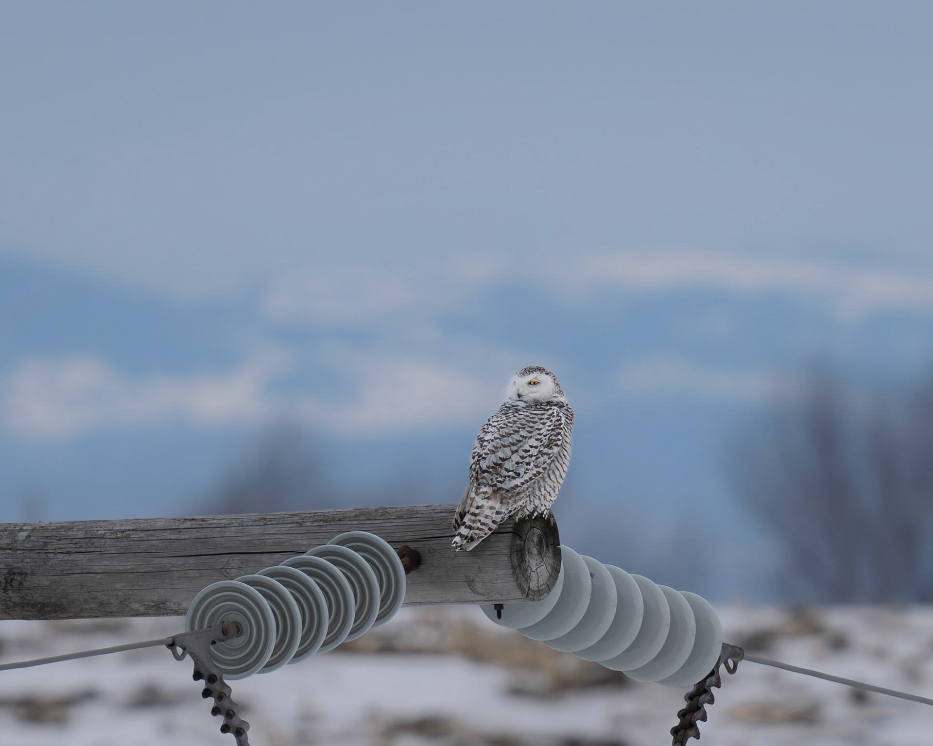Harfang des neiges / Snowy owl