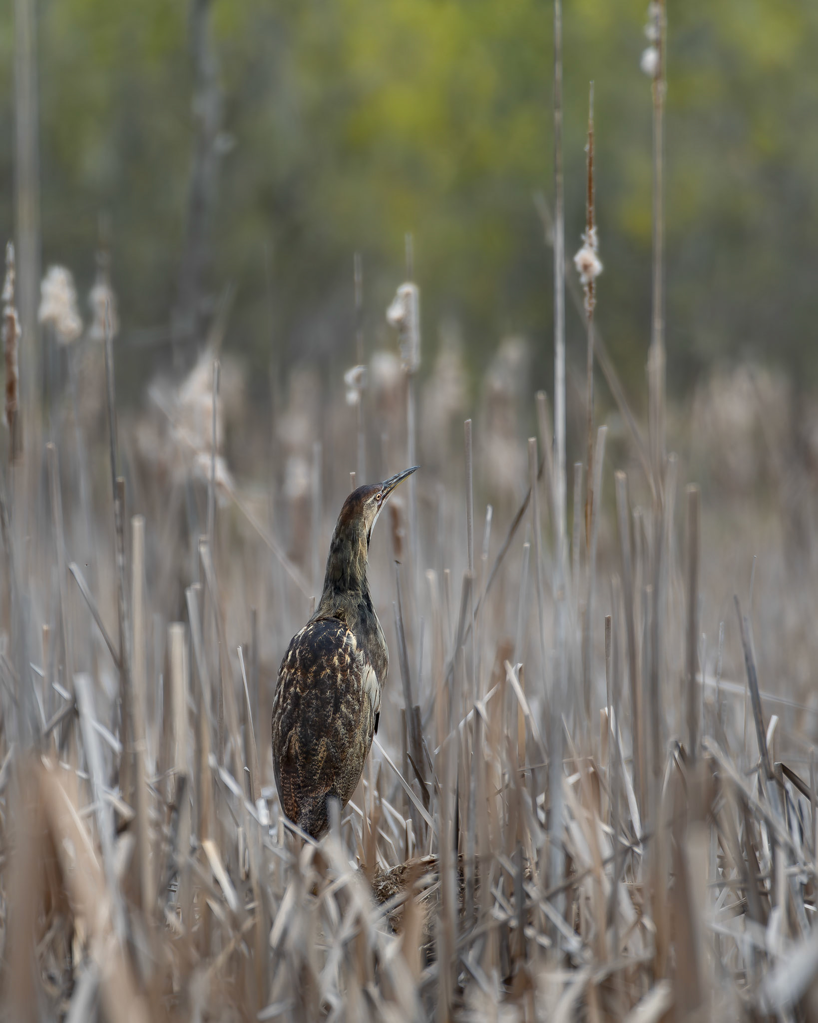 Butor d'amérique / American bittern