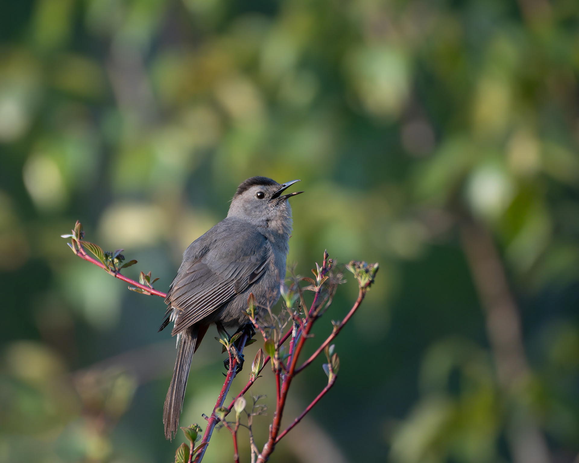 Moqueur chat / Cat mockingbird