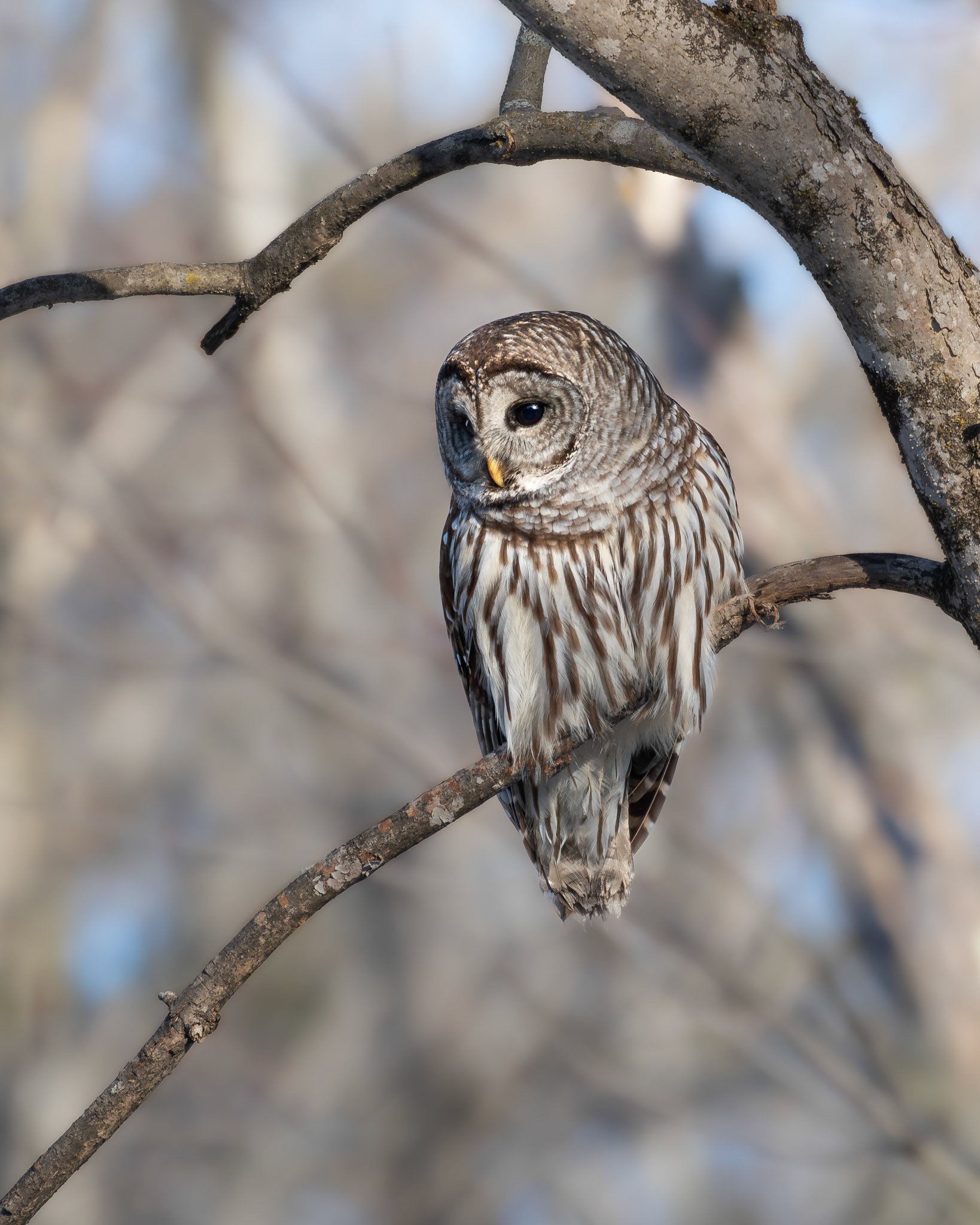 Chouette rayée / Barred owl