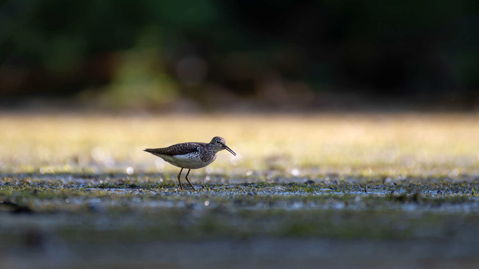 Chevalier solitaire / Solitary sandpiper