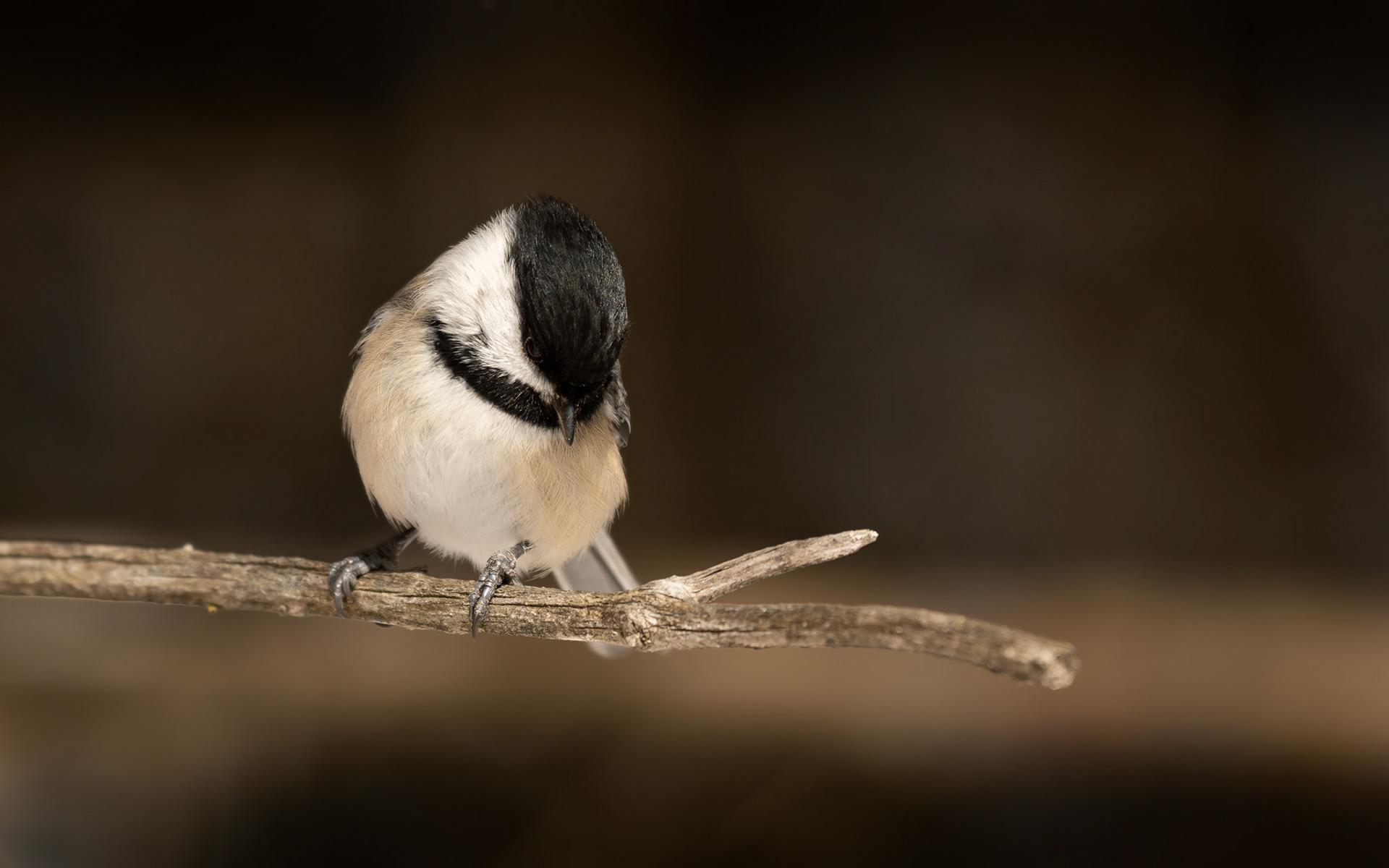 Mésange à tête noire / Black-capped chickadee