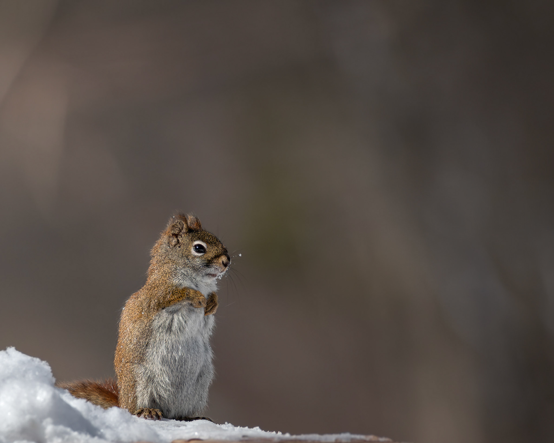 Écureuil roux / Red squirrel