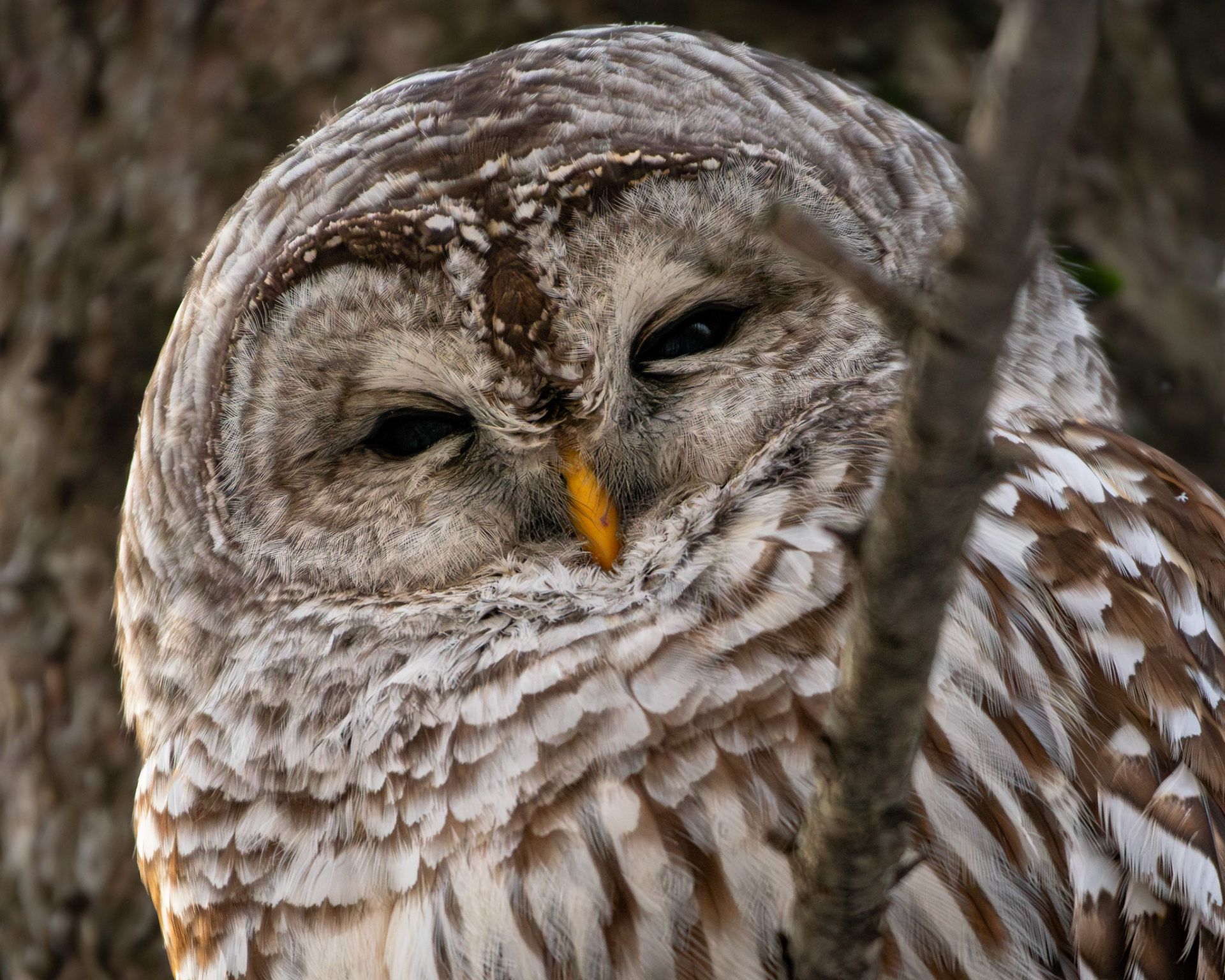 Chouette rayée / Barred owl