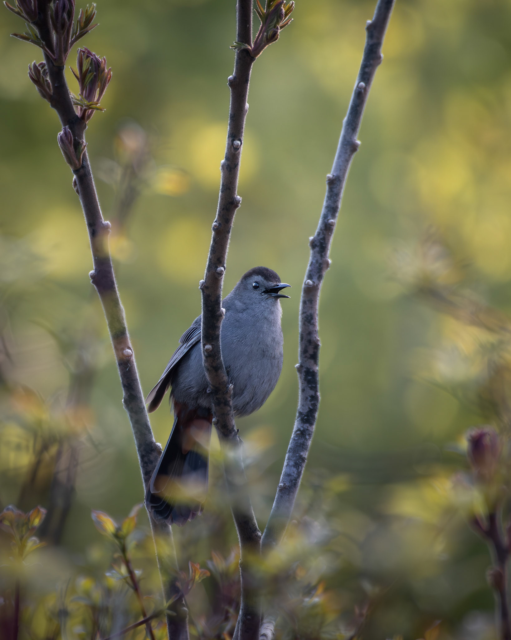 Moqueur chat / Cat mockingbird