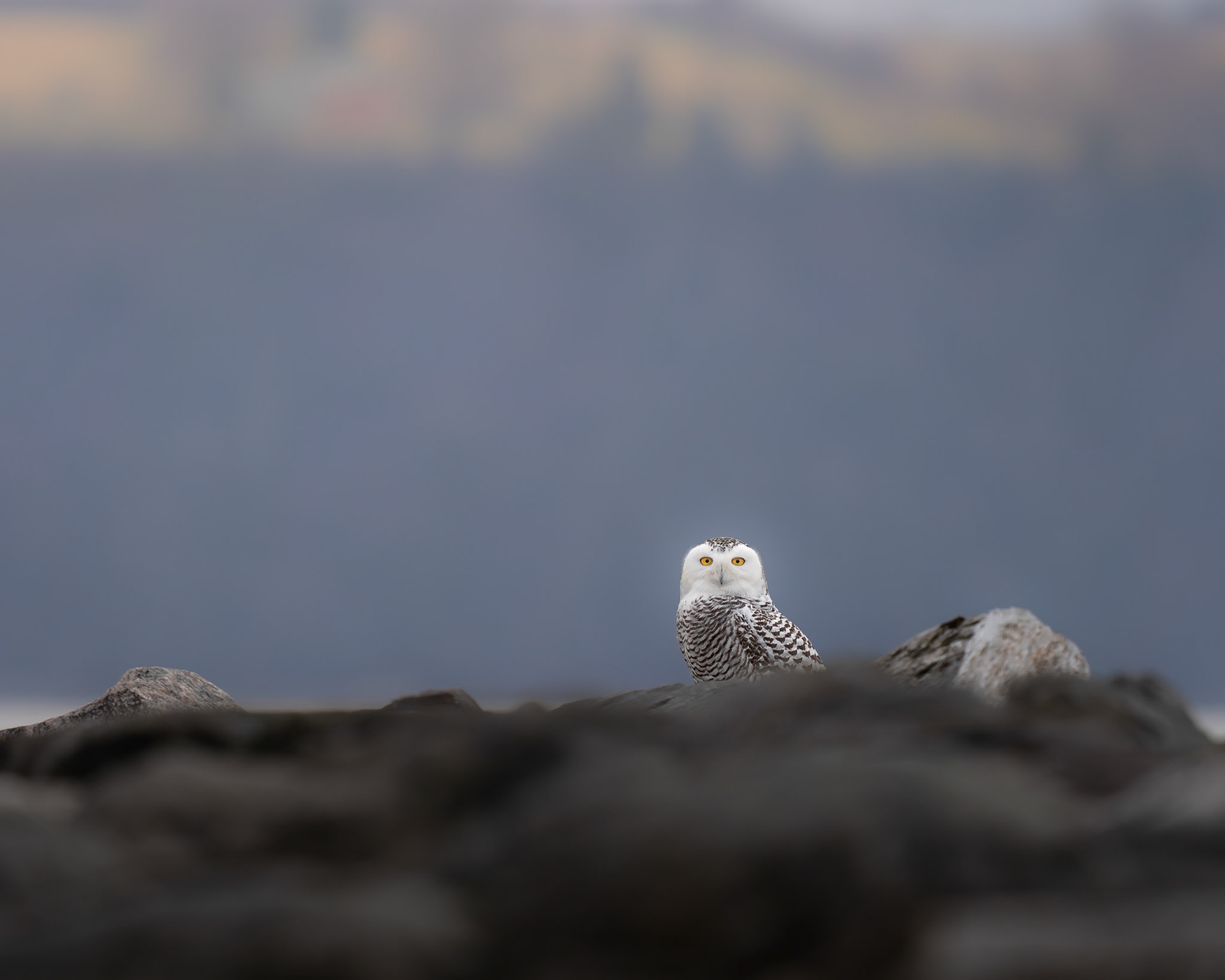 Harfang des neiges / Snowy owl
