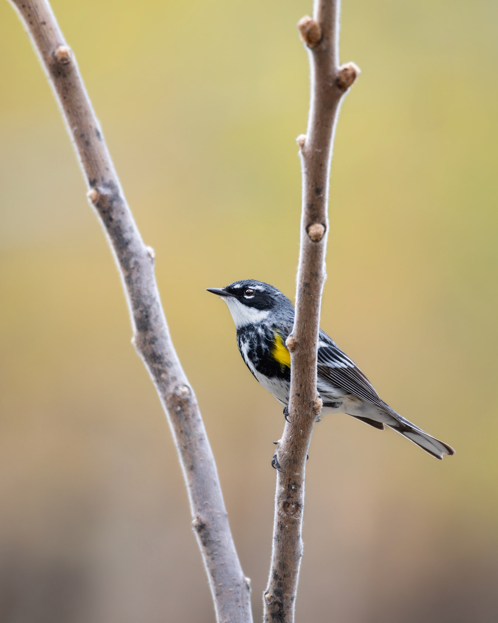 Paruline à croupion jaune / Yellow-rumped warbler