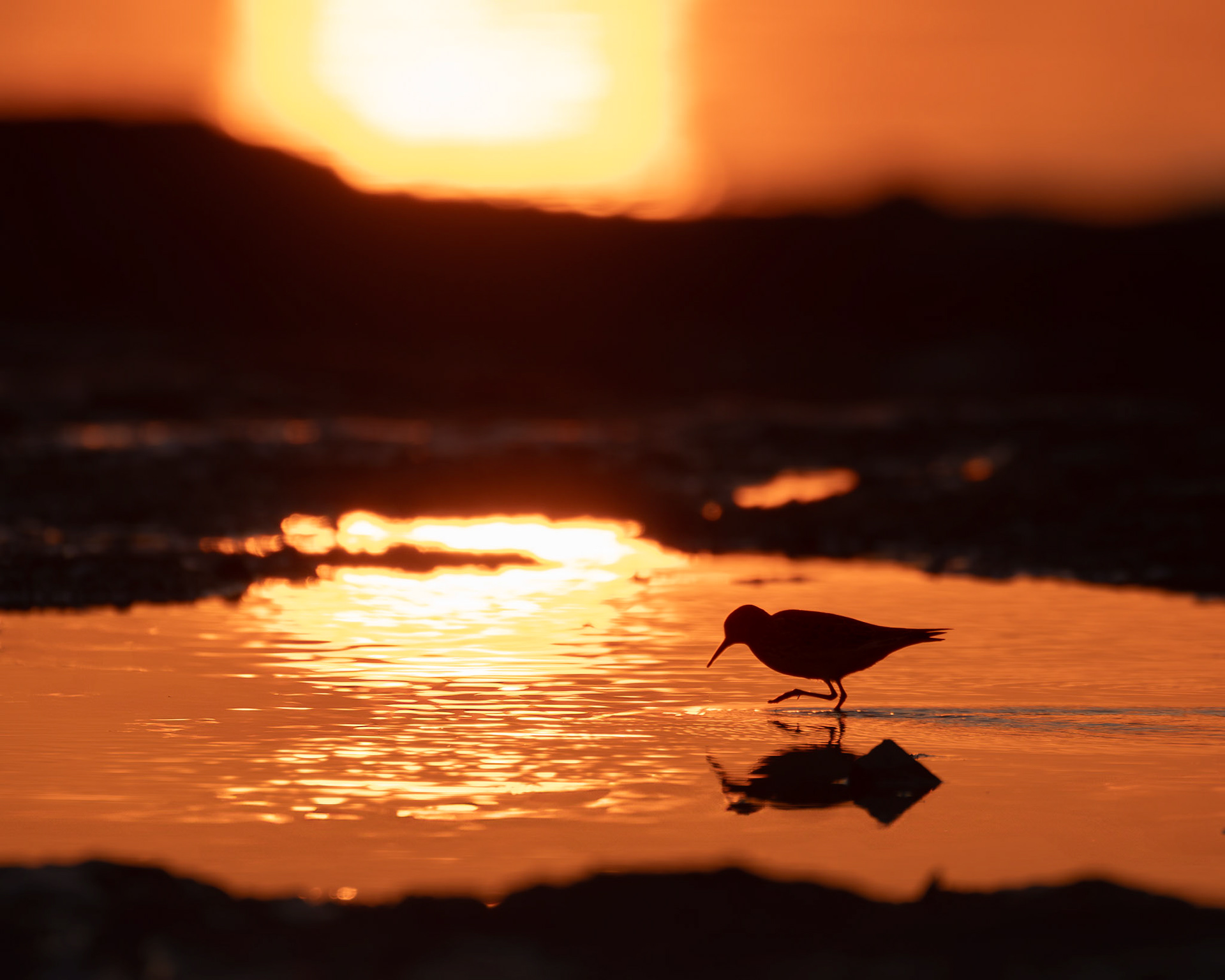Pluvier semipalmé / Semipalmated plover
