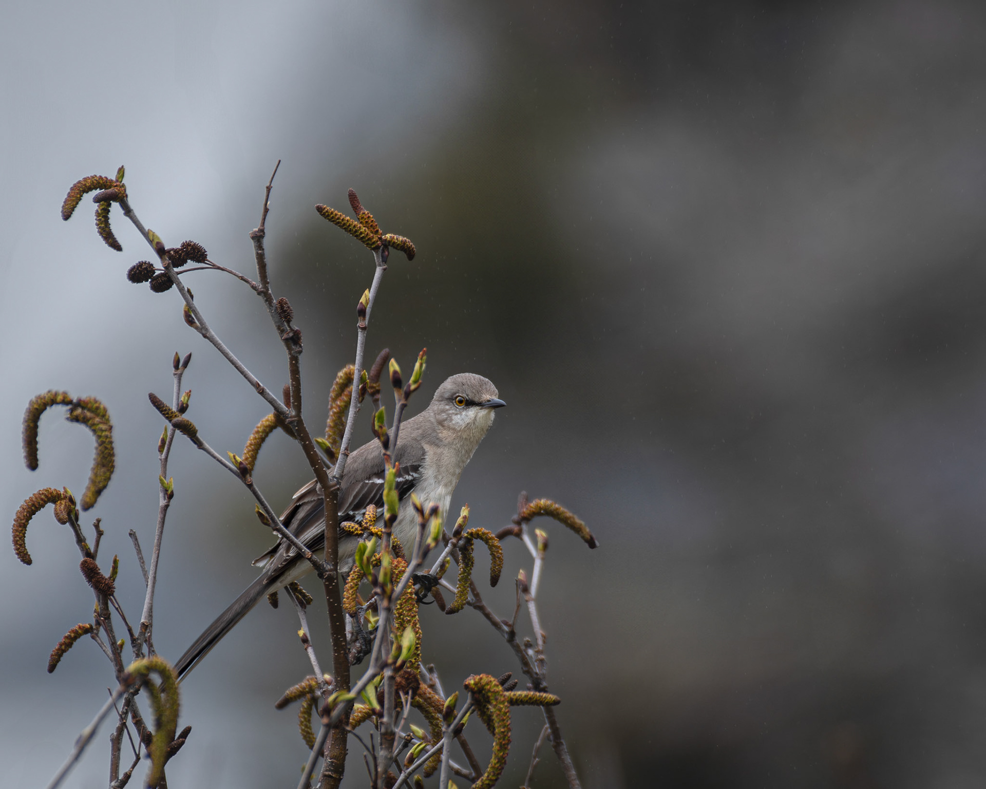 Moqueur polyglotte / Mockingbird