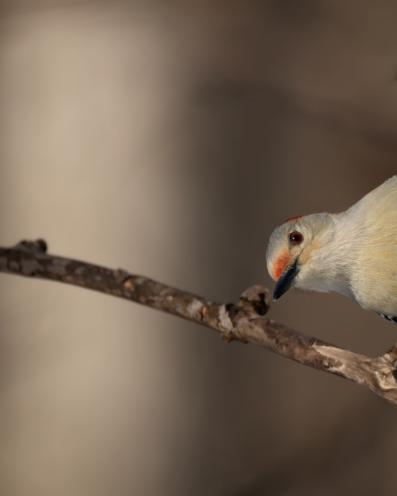 Pic à ventre roux / Red-bellied woodpecker