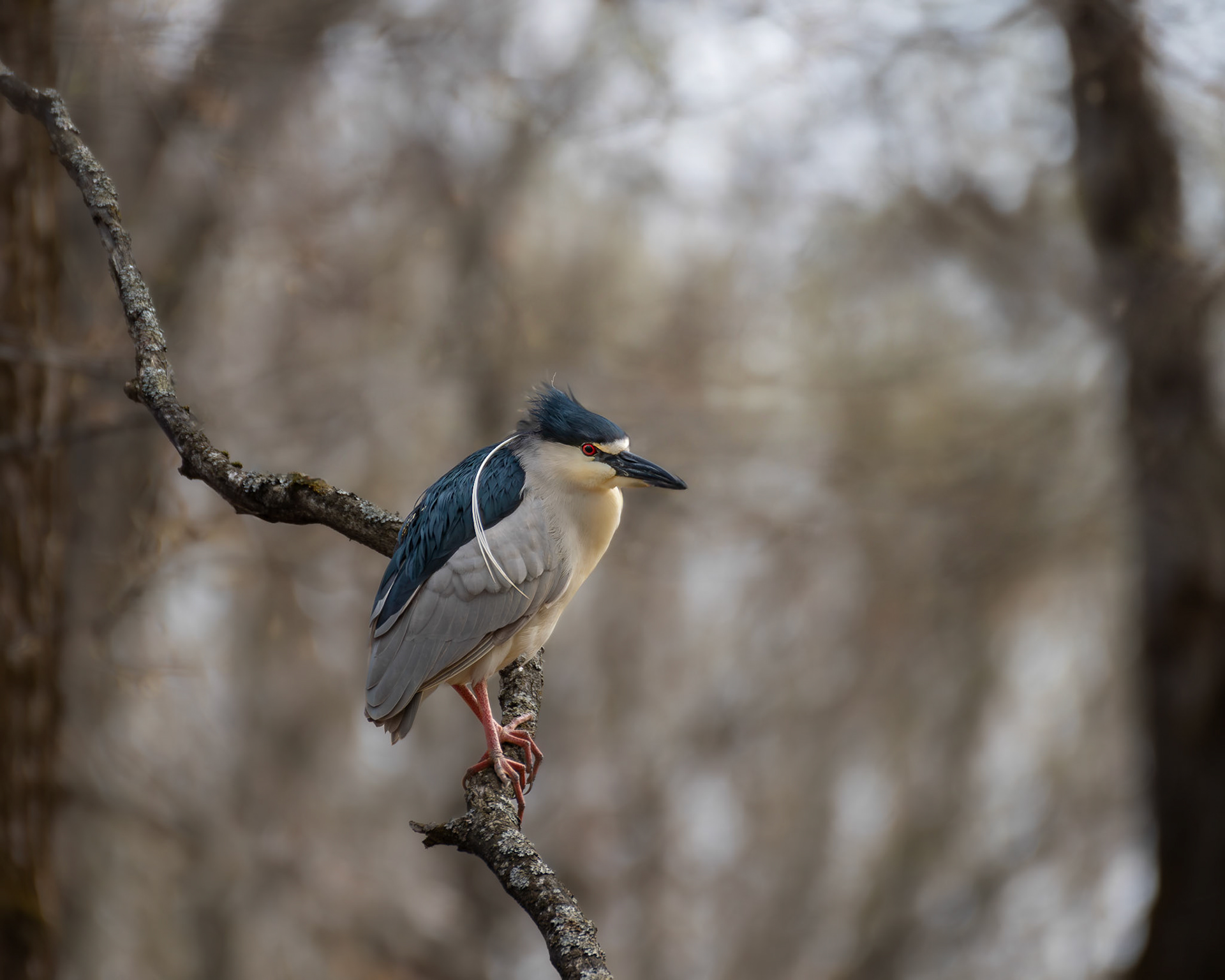 Bihoreau gris / Night heron