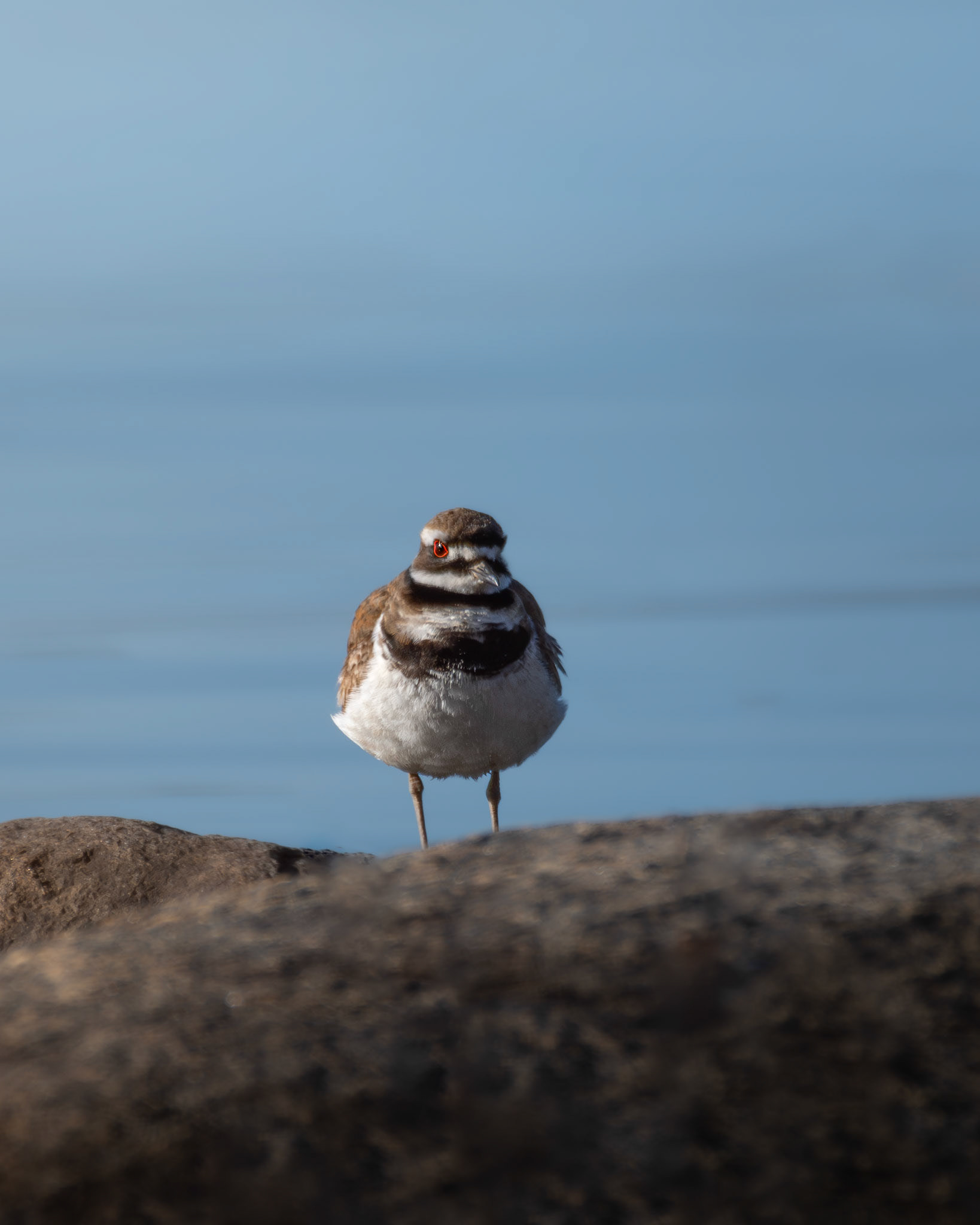 Pluvier kildir / Killdeer