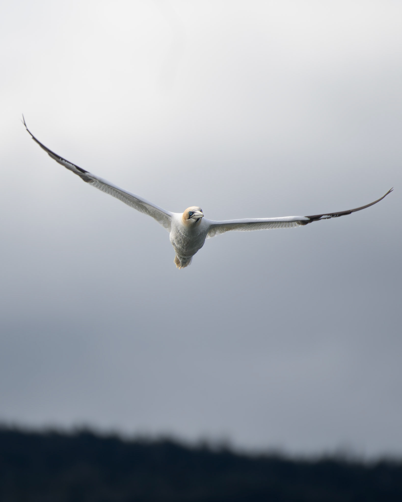 Fou de bassan / Northern gannet