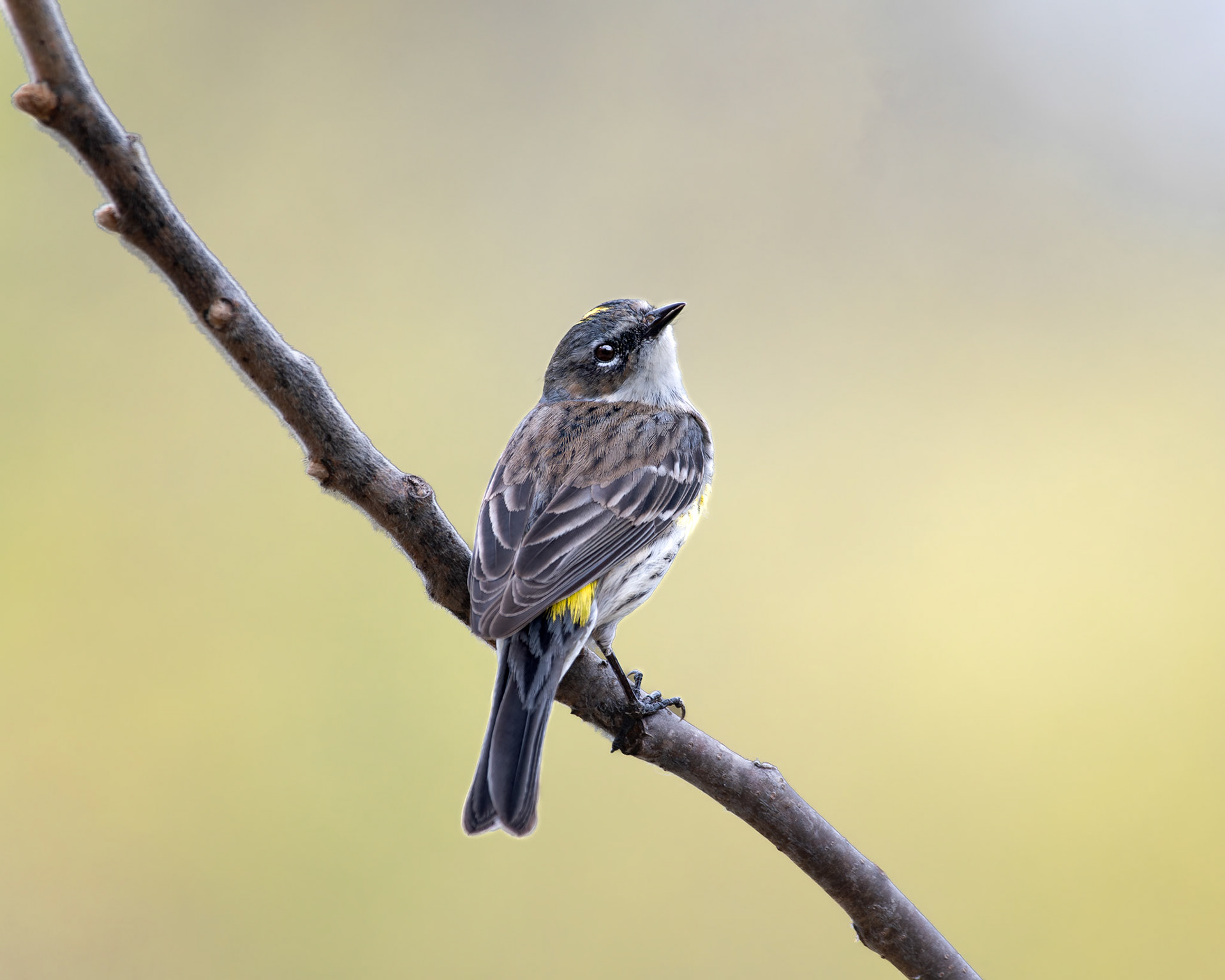 Paruline à croupion jaune / Yellow-rumped warbler