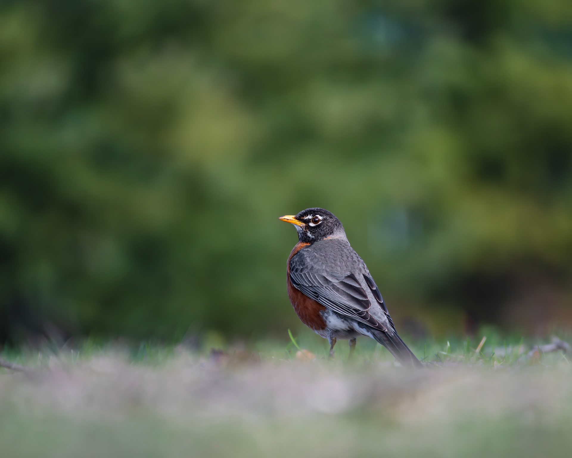 Merle d'amérique / American robin
