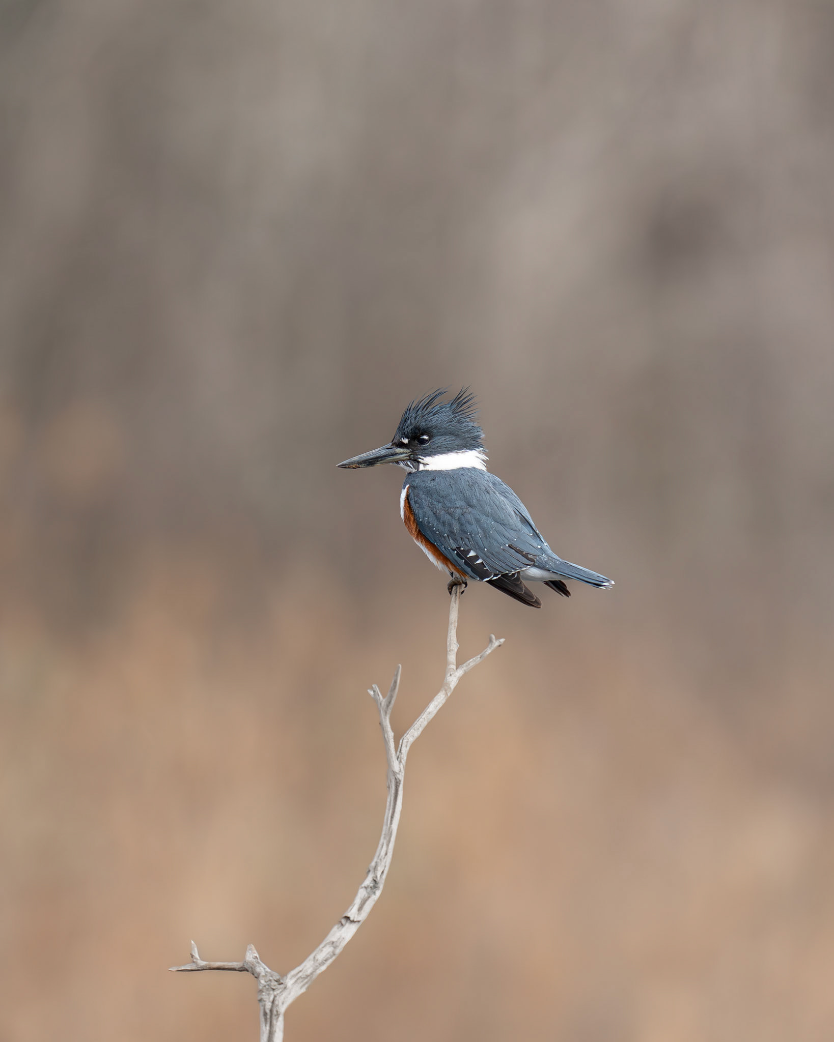 Martin-pêcheur d'amérique / Belted kingfisher