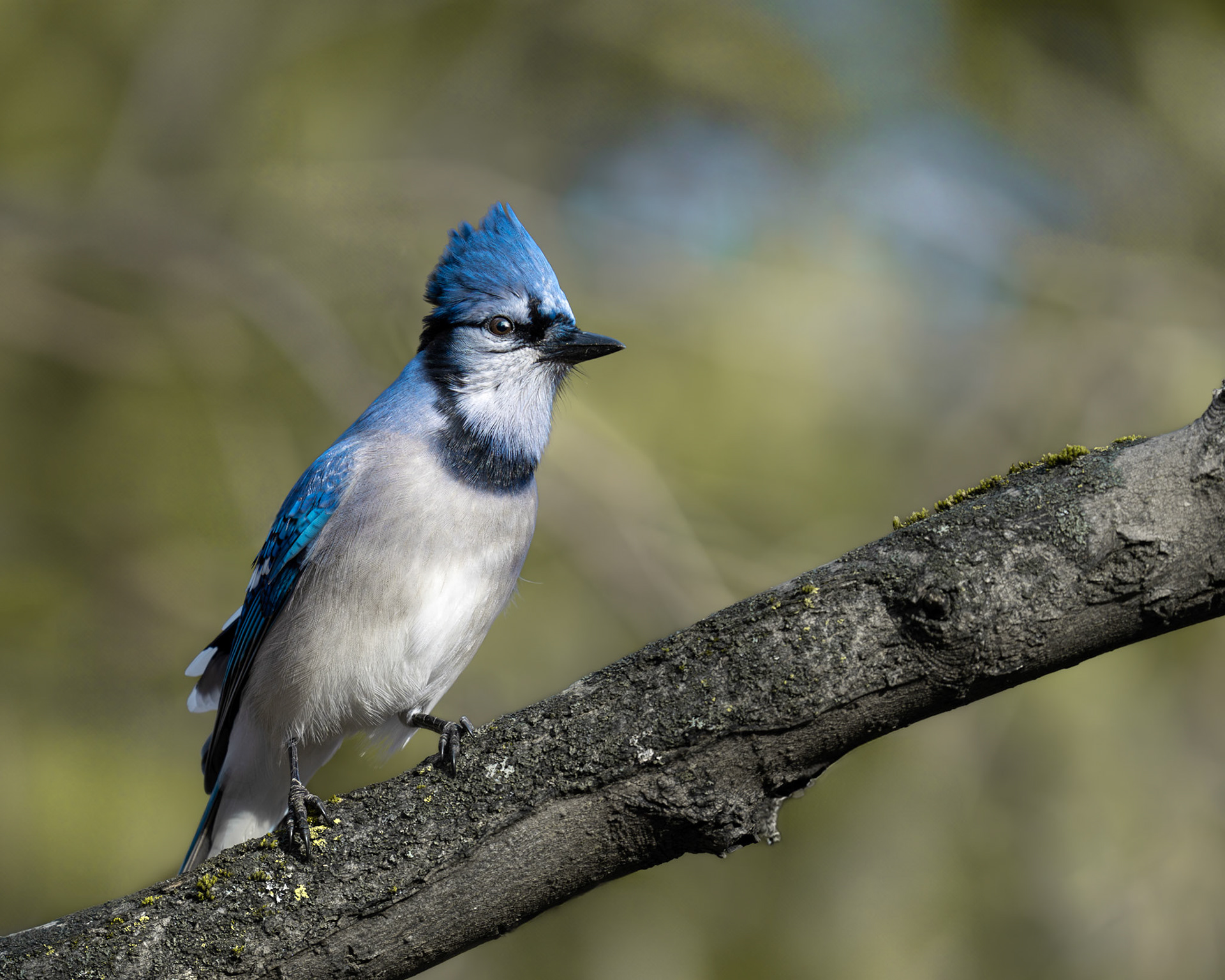 Geai bleu / Blue jay