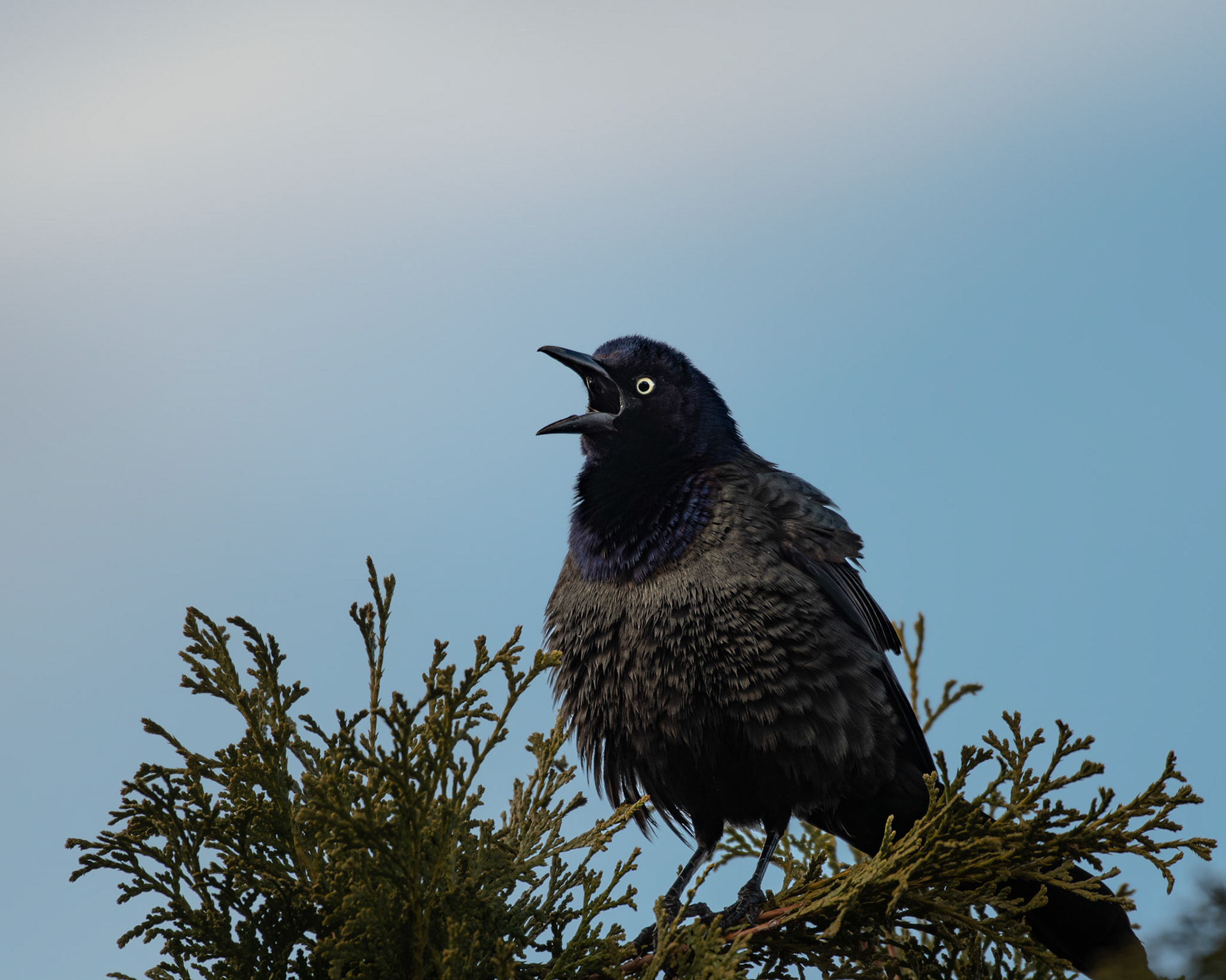 Quiscale bronzé / Grackle