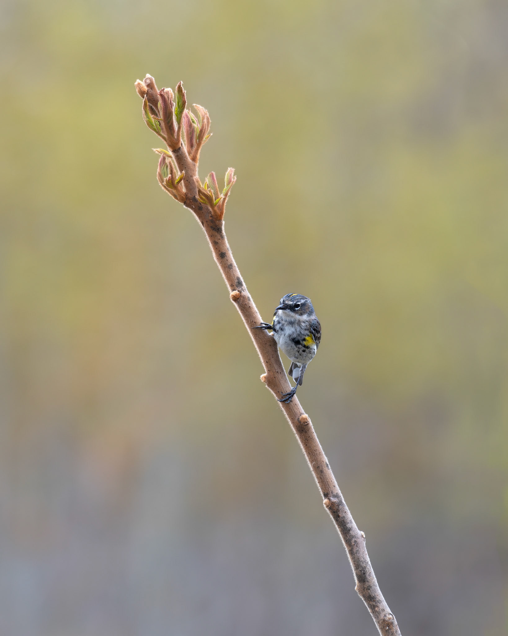 Paruline à croupion jaune / Yellow-rumped warbler